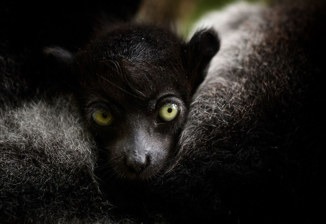 Indri Baby - 2, Palmarium, Madagascar Not only were we surprised to find an Indri at Palmarium Reserve, we were even more thrilled to discover she has a young baby.<br />
<br />
In these photos, you can see the baby clinging on to the mother&#039;s belly, and peeking outwards from her side. It will typically be in this position for 4-5 months, after which it moves to the mother&#039;s back. That makes this Indri baby at most 5 months old.<br />
<br />
It is very likely much younger as usually they are born in May or June, whilst this was taken on July 22. That puts it at about 2 months old, at the most. Given its small size and still being fully black, my guestimate is 4-6 weeks old.<br />
<br />
Here&#039;s an interesting video on another newborn Indri:<br />
<section class="video"><iframe width="448" height="282" src="https://www.youtube-nocookie.com/embed/csLvkpB7OU4?hd=1&autoplay=0&rel=0" frameborder="0" allowfullscreen></iframe></section><br />
<br />
<figure class="photo"><a href="https://www.jungledragon.com/image/87829/indri_baby_palmarium_madagascar.html" title="Indri Baby, Palmarium, Madagascar"><img src="https://s3.amazonaws.com/media.jungledragon.com/images/2/87829_thumb.jpg?AWSAccessKeyId=05GMT0V3GWVNE7GGM1R2&Expires=1759968010&Signature=ww4arOPt%2Fj7zUmcvrysUz4arZp8%3D" width="200" height="134" alt="Indri Baby, Palmarium, Madagascar Not only were we surprised to find an Indri at Palmarium Reserve, we were even more thrilled to discover she has a young baby.<br />
<br />
In these photos, you can see the baby clinging on to the mother&#039;s belly, and peeking outwards from her side. It will typically be in this position for 4-5 months, after which it moves to the mother&#039;s back. That makes this Indri baby at most 5 months old.<br />
<br />
It is very likely much younger as usually they are born in May or June, whilst this was taken on July 22. That puts it at about 2 months old, at the most. Given its small size and still being fully black, my guestimate is 4-6 weeks old.<br />
<br />
Here&#039;s an interesting video on another newborn Indri:<br />
https://www.youtube.com/watch?v=csLvkpB7OU4<br />
<br />
https://www.jungledragon.com/image/87830/indri_baby_-_2_palmarium_madagascar.html<br />
https://www.jungledragon.com/image/87831/indri_baby_-_3_palmarium_madagascar.html<br />
https://www.jungledragon.com/image/87833/indri_baby_-_4_palmarium_madagascar.html<br />
https://www.jungledragon.com/image/87832/indri_baby_-_5_palmarium_madagascar.html<br />
https://www.jungledragon.com/image/87835/indri_baby_-_6_palmarium_madagascar.html<br />
https://www.jungledragon.com/image/87834/indri_baby_-_7_palmarium_madagascar.html Africa,Indri,Indri indri,Madagascar,Madagascar 2019,Palmarium reserve,World" /></a></figure><br />
<figure class="photo"><a href="https://www.jungledragon.com/image/87831/indri_baby_-_3_palmarium_madagascar.html" title="Indri Baby - 3, Palmarium, Madagascar"><img src="https://s3.amazonaws.com/media.jungledragon.com/images/2/87831_thumb.jpg?AWSAccessKeyId=05GMT0V3GWVNE7GGM1R2&Expires=1759968010&Signature=%2FeOOgAyz1PrEo7RS9BXrMb96Q8g%3D" width="200" height="188" alt="Indri Baby - 3, Palmarium, Madagascar Not only were we surprised to find an Indri at Palmarium Reserve, we were even more thrilled to discover she has a young baby.<br />
<br />
In these photos, you can see the baby clinging on to the mother&#039;s belly, and peeking outwards from her side. It will typically be in this position for 4-5 months, after which it moves to the mother&#039;s back. That makes this Indri baby at most 5 months old.<br />
<br />
It is very likely much younger as usually they are born in May or June, whilst this was taken on July 22. That puts it at about 2 months old, at the most. Given its small size and still being fully black, my guestimate is 4-6 weeks old.<br />
<br />
Here&#039;s an interesting video on another newborn Indri:<br />
https://www.youtube.com/watch?v=csLvkpB7OU4<br />
<br />
https://www.jungledragon.com/image/87829/indri_baby_palmarium_madagascar.html<br />
https://www.jungledragon.com/image/87830/indri_baby_-_2_palmarium_madagascar.html<br />
https://www.jungledragon.com/image/87833/indri_baby_-_4_palmarium_madagascar.html<br />
https://www.jungledragon.com/image/87832/indri_baby_-_5_palmarium_madagascar.html<br />
https://www.jungledragon.com/image/87835/indri_baby_-_6_palmarium_madagascar.html<br />
https://www.jungledragon.com/image/87834/indri_baby_-_7_palmarium_madagascar.html Africa,Geotagged,Indri,Indri indri,Madagascar,Madagascar 2019,Palmarium reserve,Winter,World" /></a></figure><br />
<figure class="photo"><a href="https://www.jungledragon.com/image/87833/indri_baby_-_4_palmarium_madagascar.html" title="Indri Baby - 4, Palmarium, Madagascar"><img src="https://s3.amazonaws.com/media.jungledragon.com/images/2/87833_thumb.jpg?AWSAccessKeyId=05GMT0V3GWVNE7GGM1R2&Expires=1759968010&Signature=hO9uFcx1mnLihD%2F6HiMGNu1Bia4%3D" width="200" height="182" alt="Indri Baby - 4, Palmarium, Madagascar Not only were we surprised to find an Indri at Palmarium Reserve, we were even more thrilled to discover she has a young baby.<br />
<br />
In these photos, you can see the baby clinging on to the mother&#039;s belly, and peeking outwards from her side. It will typically be in this position for 4-5 months, after which it moves to the mother&#039;s back. That makes this Indri baby at most 5 months old.<br />
<br />
It is very likely much younger as usually they are born in May or June, whilst this was taken on July 22. That puts it at about 2 months old, at the most. Given its small size and still being fully black, my guestimate is 4-6 weeks old.<br />
<br />
Here&#039;s an interesting video on another newborn Indri:<br />
https://www.youtube.com/watch?v=csLvkpB7OU4<br />
<br />
https://www.jungledragon.com/image/87829/indri_baby_palmarium_madagascar.html<br />
https://www.jungledragon.com/image/87830/indri_baby_-_2_palmarium_madagascar.html<br />
https://www.jungledragon.com/image/87831/indri_baby_-_3_palmarium_madagascar.html<br />
https://www.jungledragon.com/image/87832/indri_baby_-_5_palmarium_madagascar.html<br />
https://www.jungledragon.com/image/87835/indri_baby_-_6_palmarium_madagascar.html<br />
https://www.jungledragon.com/image/87834/indri_baby_-_7_palmarium_madagascar.html Africa,Geotagged,Indri,Indri indri,Madagascar,Madagascar 2019,Palmarium reserve,Winter,World" /></a></figure><br />
<figure class="photo"><a href="https://www.jungledragon.com/image/87832/indri_baby_-_5_palmarium_madagascar.html" title="Indri Baby - 5, Palmarium, Madagascar"><img src="https://s3.amazonaws.com/media.jungledragon.com/images/2/87832_thumb.jpg?AWSAccessKeyId=05GMT0V3GWVNE7GGM1R2&Expires=1759968010&Signature=RqRtoayW4UX4Q%2BCt0Qq8oYA4HbQ%3D" width="200" height="134" alt="Indri Baby - 5, Palmarium, Madagascar Not only were we surprised to find an Indri at Palmarium Reserve, we were even more thrilled to discover she has a young baby.<br />
<br />
In these photos, you can see the baby clinging on to the mother&#039;s belly, and peeking outwards from her side. It will typically be in this position for 4-5 months, after which it moves to the mother&#039;s back. That makes this Indri baby at most 5 months old.<br />
<br />
It is very likely much younger as usually they are born in May or June, whilst this was taken on July 22. That puts it at about 2 months old, at the most. Given its small size and still being fully black, my guestimate is 4-6 weeks old.<br />
<br />
Here&#039;s an interesting video on another newborn Indri:<br />
https://www.youtube.com/watch?v=csLvkpB7OU4<br />
<br />
https://www.jungledragon.com/image/87829/indri_baby_palmarium_madagascar.html<br />
https://www.jungledragon.com/image/87830/indri_baby_-_2_palmarium_madagascar.html<br />
https://www.jungledragon.com/image/87831/indri_baby_-_3_palmarium_madagascar.html<br />
https://www.jungledragon.com/image/87833/indri_baby_-_4_palmarium_madagascar.html<br />
https://www.jungledragon.com/image/87835/indri_baby_-_6_palmarium_madagascar.html<br />
https://www.jungledragon.com/image/87834/indri_baby_-_7_palmarium_madagascar.html Africa,Geotagged,Indri,Indri indri,Madagascar,Madagascar 2019,Palmarium reserve,Winter,World" /></a></figure><br />
<figure class="photo"><a href="https://www.jungledragon.com/image/87835/indri_baby_-_6_palmarium_madagascar.html" title="Indri Baby - 6, Palmarium, Madagascar"><img src="https://s3.amazonaws.com/media.jungledragon.com/images/2/87835_thumb.jpg?AWSAccessKeyId=05GMT0V3GWVNE7GGM1R2&Expires=1759968010&Signature=nNlgac5vk%2F1fsct8rtDnem8aKyk%3D" width="200" height="166" alt="Indri Baby - 6, Palmarium, Madagascar Not only were we surprised to find an Indri at Palmarium Reserve, we were even more thrilled to discover she has a young baby.<br />
<br />
In these photos, you can see the baby clinging on to the mother&#039;s belly, and peeking outwards from her side. It will typically be in this position for 4-5 months, after which it moves to the mother&#039;s back. That makes this Indri baby at most 5 months old.<br />
<br />
It is very likely much younger as usually they are born in May or June, whilst this was taken on July 22. That puts it at about 2 months old, at the most. Given its small size and still being fully black, my guestimate is 4-6 weeks old.<br />
<br />
Here&#039;s an interesting video on another newborn Indri:<br />
https://www.youtube.com/watch?v=csLvkpB7OU4<br />
<br />
https://www.jungledragon.com/image/87829/indri_baby_palmarium_madagascar.html<br />
https://www.jungledragon.com/image/87830/indri_baby_-_2_palmarium_madagascar.html<br />
https://www.jungledragon.com/image/87831/indri_baby_-_3_palmarium_madagascar.html<br />
https://www.jungledragon.com/image/87833/indri_baby_-_4_palmarium_madagascar.html<br />
https://www.jungledragon.com/image/87832/indri_baby_-_5_palmarium_madagascar.html<br />
https://www.jungledragon.com/image/87834/indri_baby_-_7_palmarium_madagascar.html Africa,Geotagged,Indri,Indri indri,Madagascar,Madagascar 2019,Palmarium reserve,Winter,World" /></a></figure><br />
<figure class="photo"><a href="https://www.jungledragon.com/image/87834/indri_baby_-_7_palmarium_madagascar.html" title="Indri Baby - 7, Palmarium, Madagascar"><img src="https://s3.amazonaws.com/media.jungledragon.com/images/2/87834_thumb.jpg?AWSAccessKeyId=05GMT0V3GWVNE7GGM1R2&Expires=1759968010&Signature=VksgnxZEh6agk%2FJGJVJ3P7wmxL8%3D" width="200" height="154" alt="Indri Baby - 7, Palmarium, Madagascar Not only were we surprised to find an Indri at Palmarium Reserve, we were even more thrilled to discover she has a young baby.<br />
<br />
In these photos, you can see the baby clinging on to the mother&#039;s belly, and peeking outwards from her side. It will typically be in this position for 4-5 months, after which it moves to the mother&#039;s back. That makes this Indri baby at most 5 months old.<br />
<br />
It is very likely much younger as usually they are born in May or June, whilst this was taken on July 22. That puts it at about 2 months old, at the most. Given its small size and still being fully black, my guestimate is 4-6 weeks old.<br />
<br />
Here&#039;s an interesting video on another newborn Indri:<br />
https://www.youtube.com/watch?v=csLvkpB7OU4<br />
<br />
https://www.jungledragon.com/image/87829/indri_baby_palmarium_madagascar.html<br />
https://www.jungledragon.com/image/87830/indri_baby_-_2_palmarium_madagascar.html<br />
https://www.jungledragon.com/image/87831/indri_baby_-_3_palmarium_madagascar.html<br />
https://www.jungledragon.com/image/87833/indri_baby_-_4_palmarium_madagascar.html<br />
https://www.jungledragon.com/image/87832/indri_baby_-_5_palmarium_madagascar.html<br />
https://www.jungledragon.com/image/87835/indri_baby_-_6_palmarium_madagascar.html Africa,Geotagged,Indri,Indri indri,Madagascar,Madagascar 2019,Palmarium reserve,Winter,World" /></a></figure> Africa,Geotagged,Indri,Indri indri,Madagascar,Madagascar 2019,Palmarium reserve,Winter,World