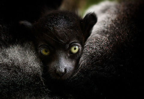 Indri Baby - 2, Palmarium, Madagascar Not only were we surprised to find an Indri at Palmarium Reserve, we were even more thrilled to discover she has a young baby.

In these photos, you can see the baby clinging on to the mother's belly, and peeking outwards from her side. It will typically be in this position for 4-5 months, after which it moves to the mother's back. That makes this Indri baby at most 5 months old.

It is very likely much younger as usually they are born in May or June, whilst this was taken on July 22. That puts it at about 2 months old, at the most. Given its small size and still being fully black, my guestimate is 4-6 weeks old.

Here's an interesting video on another newborn Indri:
https://www.youtube.com/watch?v=csLvkpB7OU4

https://www.jungledragon.com/image/87829/indri_baby_palmarium_madagascar.html
https://www.jungledragon.com/image/87831/indri_baby_-_3_palmarium_madagascar.html
https://www.jungledragon.com/image/87833/indri_baby_-_4_palmarium_madagascar.html
https://www.jungledragon.com/image/87832/indri_baby_-_5_palmarium_madagascar.html
https://www.jungledragon.com/image/87835/indri_baby_-_6_palmarium_madagascar.html
https://www.jungledragon.com/image/87834/indri_baby_-_7_palmarium_madagascar.html Africa,Geotagged,Indri,Indri indri,Madagascar,Madagascar 2019,Palmarium reserve,Winter,World
