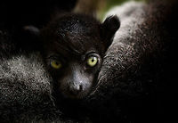 Indri Baby - 2, Palmarium, Madagascar Not only were we surprised to find an Indri at Palmarium Reserve, we were even more thrilled to discover she has a young baby.<br />
<br />
In these photos, you can see the baby clinging on to the mother's belly, and peeking outwards from her side. It will typically be in this position for 4-5 months, after which it moves to the mother's back. That makes this Indri baby at most 5 months old.<br />
<br />
It is very likely much younger as usually they are born in May or June, whilst this was taken on July 22. That puts it at about 2 months old, at the most. Given its small size and still being fully black, my guestimate is 4-6 weeks old.<br />
<br />
Here's an interesting video on another newborn Indri:<br />
https://www.youtube.com/watch?v=csLvkpB7OU4<br />
<br />
https://www.jungledragon.com/image/87829/indri_baby_palmarium_madagascar.html<br />
https://www.jungledragon.com/image/87831/indri_baby_-_3_palmarium_madagascar.html<br />
https://www.jungledragon.com/image/87833/indri_baby_-_4_palmarium_madagascar.html<br />
https://www.jungledragon.com/image/87832/indri_baby_-_5_palmarium_madagascar.html<br />
https://www.jungledragon.com/image/87835/indri_baby_-_6_palmarium_madagascar.html<br />
https://www.jungledragon.com/image/87834/indri_baby_-_7_palmarium_madagascar.html Africa,Geotagged,Indri,Indri indri,Madagascar,Madagascar 2019,Palmarium reserve,Winter,World