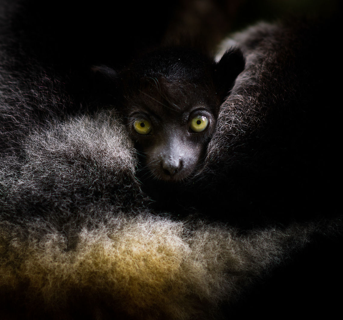 Indri Baby - 3, Palmarium, Madagascar Not only were we surprised to find an Indri at Palmarium Reserve, we were even more thrilled to discover she has a young baby.<br />
<br />
In these photos, you can see the baby clinging on to the mother&#039;s belly, and peeking outwards from her side. It will typically be in this position for 4-5 months, after which it moves to the mother&#039;s back. That makes this Indri baby at most 5 months old.<br />
<br />
It is very likely much younger as usually they are born in May or June, whilst this was taken on July 22. That puts it at about 2 months old, at the most. Given its small size and still being fully black, my guestimate is 4-6 weeks old.<br />
<br />
Here&#039;s an interesting video on another newborn Indri:<br />
<section class="video"><iframe width="448" height="282" src="https://www.youtube-nocookie.com/embed/csLvkpB7OU4?hd=1&autoplay=0&rel=0" frameborder="0" allowfullscreen></iframe></section><br />
<br />
<figure class="photo"><a href="https://www.jungledragon.com/image/87829/indri_baby_palmarium_madagascar.html" title="Indri Baby, Palmarium, Madagascar"><img src="https://s3.amazonaws.com/media.jungledragon.com/images/2/87829_thumb.jpg?AWSAccessKeyId=05GMT0V3GWVNE7GGM1R2&Expires=1759968010&Signature=ww4arOPt%2Fj7zUmcvrysUz4arZp8%3D" width="200" height="134" alt="Indri Baby, Palmarium, Madagascar Not only were we surprised to find an Indri at Palmarium Reserve, we were even more thrilled to discover she has a young baby.<br />
<br />
In these photos, you can see the baby clinging on to the mother&#039;s belly, and peeking outwards from her side. It will typically be in this position for 4-5 months, after which it moves to the mother&#039;s back. That makes this Indri baby at most 5 months old.<br />
<br />
It is very likely much younger as usually they are born in May or June, whilst this was taken on July 22. That puts it at about 2 months old, at the most. Given its small size and still being fully black, my guestimate is 4-6 weeks old.<br />
<br />
Here&#039;s an interesting video on another newborn Indri:<br />
https://www.youtube.com/watch?v=csLvkpB7OU4<br />
<br />
https://www.jungledragon.com/image/87830/indri_baby_-_2_palmarium_madagascar.html<br />
https://www.jungledragon.com/image/87831/indri_baby_-_3_palmarium_madagascar.html<br />
https://www.jungledragon.com/image/87833/indri_baby_-_4_palmarium_madagascar.html<br />
https://www.jungledragon.com/image/87832/indri_baby_-_5_palmarium_madagascar.html<br />
https://www.jungledragon.com/image/87835/indri_baby_-_6_palmarium_madagascar.html<br />
https://www.jungledragon.com/image/87834/indri_baby_-_7_palmarium_madagascar.html Africa,Indri,Indri indri,Madagascar,Madagascar 2019,Palmarium reserve,World" /></a></figure><br />
<figure class="photo"><a href="https://www.jungledragon.com/image/87830/indri_baby_-_2_palmarium_madagascar.html" title="Indri Baby - 2, Palmarium, Madagascar"><img src="https://s3.amazonaws.com/media.jungledragon.com/images/2/87830_thumb.jpg?AWSAccessKeyId=05GMT0V3GWVNE7GGM1R2&Expires=1759968010&Signature=82qknctTXtpqngR2B5S98sdek6Q%3D" width="200" height="138" alt="Indri Baby - 2, Palmarium, Madagascar Not only were we surprised to find an Indri at Palmarium Reserve, we were even more thrilled to discover she has a young baby.<br />
<br />
In these photos, you can see the baby clinging on to the mother&#039;s belly, and peeking outwards from her side. It will typically be in this position for 4-5 months, after which it moves to the mother&#039;s back. That makes this Indri baby at most 5 months old.<br />
<br />
It is very likely much younger as usually they are born in May or June, whilst this was taken on July 22. That puts it at about 2 months old, at the most. Given its small size and still being fully black, my guestimate is 4-6 weeks old.<br />
<br />
Here&#039;s an interesting video on another newborn Indri:<br />
https://www.youtube.com/watch?v=csLvkpB7OU4<br />
<br />
https://www.jungledragon.com/image/87829/indri_baby_palmarium_madagascar.html<br />
https://www.jungledragon.com/image/87831/indri_baby_-_3_palmarium_madagascar.html<br />
https://www.jungledragon.com/image/87833/indri_baby_-_4_palmarium_madagascar.html<br />
https://www.jungledragon.com/image/87832/indri_baby_-_5_palmarium_madagascar.html<br />
https://www.jungledragon.com/image/87835/indri_baby_-_6_palmarium_madagascar.html<br />
https://www.jungledragon.com/image/87834/indri_baby_-_7_palmarium_madagascar.html Africa,Geotagged,Indri,Indri indri,Madagascar,Madagascar 2019,Palmarium reserve,Winter,World" /></a></figure><br />
<figure class="photo"><a href="https://www.jungledragon.com/image/87833/indri_baby_-_4_palmarium_madagascar.html" title="Indri Baby - 4, Palmarium, Madagascar"><img src="https://s3.amazonaws.com/media.jungledragon.com/images/2/87833_thumb.jpg?AWSAccessKeyId=05GMT0V3GWVNE7GGM1R2&Expires=1759968010&Signature=hO9uFcx1mnLihD%2F6HiMGNu1Bia4%3D" width="200" height="182" alt="Indri Baby - 4, Palmarium, Madagascar Not only were we surprised to find an Indri at Palmarium Reserve, we were even more thrilled to discover she has a young baby.<br />
<br />
In these photos, you can see the baby clinging on to the mother&#039;s belly, and peeking outwards from her side. It will typically be in this position for 4-5 months, after which it moves to the mother&#039;s back. That makes this Indri baby at most 5 months old.<br />
<br />
It is very likely much younger as usually they are born in May or June, whilst this was taken on July 22. That puts it at about 2 months old, at the most. Given its small size and still being fully black, my guestimate is 4-6 weeks old.<br />
<br />
Here&#039;s an interesting video on another newborn Indri:<br />
https://www.youtube.com/watch?v=csLvkpB7OU4<br />
<br />
https://www.jungledragon.com/image/87829/indri_baby_palmarium_madagascar.html<br />
https://www.jungledragon.com/image/87830/indri_baby_-_2_palmarium_madagascar.html<br />
https://www.jungledragon.com/image/87831/indri_baby_-_3_palmarium_madagascar.html<br />
https://www.jungledragon.com/image/87832/indri_baby_-_5_palmarium_madagascar.html<br />
https://www.jungledragon.com/image/87835/indri_baby_-_6_palmarium_madagascar.html<br />
https://www.jungledragon.com/image/87834/indri_baby_-_7_palmarium_madagascar.html Africa,Geotagged,Indri,Indri indri,Madagascar,Madagascar 2019,Palmarium reserve,Winter,World" /></a></figure><br />
<figure class="photo"><a href="https://www.jungledragon.com/image/87832/indri_baby_-_5_palmarium_madagascar.html" title="Indri Baby - 5, Palmarium, Madagascar"><img src="https://s3.amazonaws.com/media.jungledragon.com/images/2/87832_thumb.jpg?AWSAccessKeyId=05GMT0V3GWVNE7GGM1R2&Expires=1759968010&Signature=RqRtoayW4UX4Q%2BCt0Qq8oYA4HbQ%3D" width="200" height="134" alt="Indri Baby - 5, Palmarium, Madagascar Not only were we surprised to find an Indri at Palmarium Reserve, we were even more thrilled to discover she has a young baby.<br />
<br />
In these photos, you can see the baby clinging on to the mother&#039;s belly, and peeking outwards from her side. It will typically be in this position for 4-5 months, after which it moves to the mother&#039;s back. That makes this Indri baby at most 5 months old.<br />
<br />
It is very likely much younger as usually they are born in May or June, whilst this was taken on July 22. That puts it at about 2 months old, at the most. Given its small size and still being fully black, my guestimate is 4-6 weeks old.<br />
<br />
Here&#039;s an interesting video on another newborn Indri:<br />
https://www.youtube.com/watch?v=csLvkpB7OU4<br />
<br />
https://www.jungledragon.com/image/87829/indri_baby_palmarium_madagascar.html<br />
https://www.jungledragon.com/image/87830/indri_baby_-_2_palmarium_madagascar.html<br />
https://www.jungledragon.com/image/87831/indri_baby_-_3_palmarium_madagascar.html<br />
https://www.jungledragon.com/image/87833/indri_baby_-_4_palmarium_madagascar.html<br />
https://www.jungledragon.com/image/87835/indri_baby_-_6_palmarium_madagascar.html<br />
https://www.jungledragon.com/image/87834/indri_baby_-_7_palmarium_madagascar.html Africa,Geotagged,Indri,Indri indri,Madagascar,Madagascar 2019,Palmarium reserve,Winter,World" /></a></figure><br />
<figure class="photo"><a href="https://www.jungledragon.com/image/87835/indri_baby_-_6_palmarium_madagascar.html" title="Indri Baby - 6, Palmarium, Madagascar"><img src="https://s3.amazonaws.com/media.jungledragon.com/images/2/87835_thumb.jpg?AWSAccessKeyId=05GMT0V3GWVNE7GGM1R2&Expires=1759968010&Signature=nNlgac5vk%2F1fsct8rtDnem8aKyk%3D" width="200" height="166" alt="Indri Baby - 6, Palmarium, Madagascar Not only were we surprised to find an Indri at Palmarium Reserve, we were even more thrilled to discover she has a young baby.<br />
<br />
In these photos, you can see the baby clinging on to the mother&#039;s belly, and peeking outwards from her side. It will typically be in this position for 4-5 months, after which it moves to the mother&#039;s back. That makes this Indri baby at most 5 months old.<br />
<br />
It is very likely much younger as usually they are born in May or June, whilst this was taken on July 22. That puts it at about 2 months old, at the most. Given its small size and still being fully black, my guestimate is 4-6 weeks old.<br />
<br />
Here&#039;s an interesting video on another newborn Indri:<br />
https://www.youtube.com/watch?v=csLvkpB7OU4<br />
<br />
https://www.jungledragon.com/image/87829/indri_baby_palmarium_madagascar.html<br />
https://www.jungledragon.com/image/87830/indri_baby_-_2_palmarium_madagascar.html<br />
https://www.jungledragon.com/image/87831/indri_baby_-_3_palmarium_madagascar.html<br />
https://www.jungledragon.com/image/87833/indri_baby_-_4_palmarium_madagascar.html<br />
https://www.jungledragon.com/image/87832/indri_baby_-_5_palmarium_madagascar.html<br />
https://www.jungledragon.com/image/87834/indri_baby_-_7_palmarium_madagascar.html Africa,Geotagged,Indri,Indri indri,Madagascar,Madagascar 2019,Palmarium reserve,Winter,World" /></a></figure><br />
<figure class="photo"><a href="https://www.jungledragon.com/image/87834/indri_baby_-_7_palmarium_madagascar.html" title="Indri Baby - 7, Palmarium, Madagascar"><img src="https://s3.amazonaws.com/media.jungledragon.com/images/2/87834_thumb.jpg?AWSAccessKeyId=05GMT0V3GWVNE7GGM1R2&Expires=1759968010&Signature=VksgnxZEh6agk%2FJGJVJ3P7wmxL8%3D" width="200" height="154" alt="Indri Baby - 7, Palmarium, Madagascar Not only were we surprised to find an Indri at Palmarium Reserve, we were even more thrilled to discover she has a young baby.<br />
<br />
In these photos, you can see the baby clinging on to the mother&#039;s belly, and peeking outwards from her side. It will typically be in this position for 4-5 months, after which it moves to the mother&#039;s back. That makes this Indri baby at most 5 months old.<br />
<br />
It is very likely much younger as usually they are born in May or June, whilst this was taken on July 22. That puts it at about 2 months old, at the most. Given its small size and still being fully black, my guestimate is 4-6 weeks old.<br />
<br />
Here&#039;s an interesting video on another newborn Indri:<br />
https://www.youtube.com/watch?v=csLvkpB7OU4<br />
<br />
https://www.jungledragon.com/image/87829/indri_baby_palmarium_madagascar.html<br />
https://www.jungledragon.com/image/87830/indri_baby_-_2_palmarium_madagascar.html<br />
https://www.jungledragon.com/image/87831/indri_baby_-_3_palmarium_madagascar.html<br />
https://www.jungledragon.com/image/87833/indri_baby_-_4_palmarium_madagascar.html<br />
https://www.jungledragon.com/image/87832/indri_baby_-_5_palmarium_madagascar.html<br />
https://www.jungledragon.com/image/87835/indri_baby_-_6_palmarium_madagascar.html Africa,Geotagged,Indri,Indri indri,Madagascar,Madagascar 2019,Palmarium reserve,Winter,World" /></a></figure> Africa,Geotagged,Indri,Indri indri,Madagascar,Madagascar 2019,Palmarium reserve,Winter,World