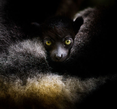 Indri Baby - 3, Palmarium, Madagascar Not only were we surprised to find an Indri at Palmarium Reserve, we were even more thrilled to discover she has a young baby.

In these photos, you can see the baby clinging on to the mother's belly, and peeking outwards from her side. It will typically be in this position for 4-5 months, after which it moves to the mother's back. That makes this Indri baby at most 5 months old.

It is very likely much younger as usually they are born in May or June, whilst this was taken on July 22. That puts it at about 2 months old, at the most. Given its small size and still being fully black, my guestimate is 4-6 weeks old.

Here's an interesting video on another newborn Indri:
https://www.youtube.com/watch?v=csLvkpB7OU4

https://www.jungledragon.com/image/87829/indri_baby_palmarium_madagascar.html
https://www.jungledragon.com/image/87830/indri_baby_-_2_palmarium_madagascar.html
https://www.jungledragon.com/image/87833/indri_baby_-_4_palmarium_madagascar.html
https://www.jungledragon.com/image/87832/indri_baby_-_5_palmarium_madagascar.html
https://www.jungledragon.com/image/87835/indri_baby_-_6_palmarium_madagascar.html
https://www.jungledragon.com/image/87834/indri_baby_-_7_palmarium_madagascar.html Africa,Geotagged,Indri,Indri indri,Madagascar,Madagascar 2019,Palmarium reserve,Winter,World