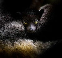 Indri Baby - 3, Palmarium, Madagascar Not only were we surprised to find an Indri at Palmarium Reserve, we were even more thrilled to discover she has a young baby.<br />
<br />
In these photos, you can see the baby clinging on to the mother's belly, and peeking outwards from her side. It will typically be in this position for 4-5 months, after which it moves to the mother's back. That makes this Indri baby at most 5 months old.<br />
<br />
It is very likely much younger as usually they are born in May or June, whilst this was taken on July 22. That puts it at about 2 months old, at the most. Given its small size and still being fully black, my guestimate is 4-6 weeks old.<br />
<br />
Here's an interesting video on another newborn Indri:<br />
https://www.youtube.com/watch?v=csLvkpB7OU4<br />
<br />
https://www.jungledragon.com/image/87829/indri_baby_palmarium_madagascar.html<br />
https://www.jungledragon.com/image/87830/indri_baby_-_2_palmarium_madagascar.html<br />
https://www.jungledragon.com/image/87833/indri_baby_-_4_palmarium_madagascar.html<br />
https://www.jungledragon.com/image/87832/indri_baby_-_5_palmarium_madagascar.html<br />
https://www.jungledragon.com/image/87835/indri_baby_-_6_palmarium_madagascar.html<br />
https://www.jungledragon.com/image/87834/indri_baby_-_7_palmarium_madagascar.html Africa,Geotagged,Indri,Indri indri,Madagascar,Madagascar 2019,Palmarium reserve,Winter,World