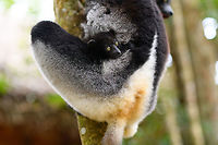 Indri Baby - 5, Palmarium, Madagascar Not only were we surprised to find an Indri at Palmarium Reserve, we were even more thrilled to discover she has a young baby.<br />
<br />
In these photos, you can see the baby clinging on to the mother's belly, and peeking outwards from her side. It will typically be in this position for 4-5 months, after which it moves to the mother's back. That makes this Indri baby at most 5 months old.<br />
<br />
It is very likely much younger as usually they are born in May or June, whilst this was taken on July 22. That puts it at about 2 months old, at the most. Given its small size and still being fully black, my guestimate is 4-6 weeks old.<br />
<br />
Here's an interesting video on another newborn Indri:<br />
https://www.youtube.com/watch?v=csLvkpB7OU4<br />
<br />
https://www.jungledragon.com/image/87829/indri_baby_palmarium_madagascar.html<br />
https://www.jungledragon.com/image/87830/indri_baby_-_2_palmarium_madagascar.html<br />
https://www.jungledragon.com/image/87831/indri_baby_-_3_palmarium_madagascar.html<br />
https://www.jungledragon.com/image/87833/indri_baby_-_4_palmarium_madagascar.html<br />
https://www.jungledragon.com/image/87835/indri_baby_-_6_palmarium_madagascar.html<br />
https://www.jungledragon.com/image/87834/indri_baby_-_7_palmarium_madagascar.html Africa,Geotagged,Indri,Indri indri,Madagascar,Madagascar 2019,Palmarium reserve,Winter,World