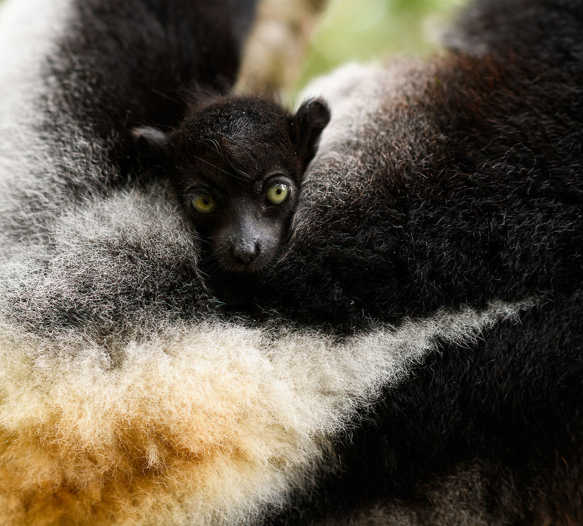 Indri Baby - 4, Palmarium, Madagascar Not only were we surprised to find an Indri at Palmarium Reserve, we were even more thrilled to discover she has a young baby.<br />
<br />
In these photos, you can see the baby clinging on to the mother's belly, and peeking outwards from her side. It will typically be in this position for 4-5 months, after which it moves to the mother's back. That makes this Indri baby at most 5 months old.<br />
<br />
It is very likely much younger as usually they are born in May or June, whilst this was taken on July 22. That puts it at about 2 months old, at the most. Given its small size and still being fully black, my guestimate is 4-6 weeks old.<br />
<br />
Here's an interesting video on another newborn Indri:<br />
<section class="video"><iframe width="448" height="282" src="https://www.youtube-nocookie.com/embed/csLvkpB7OU4?hd=1&autoplay=0&rel=0" frameborder="0" allowfullscreen></iframe></section><br />
<br />
<figure class="photo"><a href="https://www.jungledragon.com/image/87829/indri_baby_palmarium_madagascar.html" title="Indri Baby, Palmarium, Madagascar"><img src="https://s3.amazonaws.com/media.jungledragon.com/images/2/87829_thumb.jpg?AWSAccessKeyId=05GMT0V3GWVNE7GGM1R2&Expires=1770854410&Signature=W4SrDZLWLDJUSUmQGjZLnR7PV2M%3D" width="200" height="134" alt="Indri Baby, Palmarium, Madagascar Not only were we surprised to find an Indri at Palmarium Reserve, we were even more thrilled to discover she has a young baby.<br />
<br />
In these photos, you can see the baby clinging on to the mother's belly, and peeking outwards from her side. It will typically be in this position for 4-5 months, after which it moves to the mother's back. That makes this Indri baby at most 5 months old.<br />
<br />
It is very likely much younger as usually they are born in May or June, whilst this was taken on July 22. That puts it at about 2 months old, at the most. Given its small size and still being fully black, my guestimate is 4-6 weeks old.<br />
<br />
Here's an interesting video on another newborn Indri:<br />
https://www.youtube.com/watch?v=csLvkpB7OU4<br />
<br />
https://www.jungledragon.com/image/87830/indri_baby_-_2_palmarium_madagascar.html<br />
https://www.jungledragon.com/image/87831/indri_baby_-_3_palmarium_madagascar.html<br />
https://www.jungledragon.com/image/87833/indri_baby_-_4_palmarium_madagascar.html<br />
https://www.jungledragon.com/image/87832/indri_baby_-_5_palmarium_madagascar.html<br />
https://www.jungledragon.com/image/87835/indri_baby_-_6_palmarium_madagascar.html<br />
https://www.jungledragon.com/image/87834/indri_baby_-_7_palmarium_madagascar.html Africa,Indri,Indri indri,Madagascar,Madagascar 2019,Palmarium reserve,World" /></a></figure><br />
<figure class="photo"><a href="https://www.jungledragon.com/image/87830/indri_baby_-_2_palmarium_madagascar.html" title="Indri Baby - 2, Palmarium, Madagascar"><img src="https://s3.amazonaws.com/media.jungledragon.com/images/2/87830_thumb.jpg?AWSAccessKeyId=05GMT0V3GWVNE7GGM1R2&Expires=1770854410&Signature=7NdwK1euOCDaB4HY%2F1zTaMsdVaw%3D" width="200" height="138" alt="Indri Baby - 2, Palmarium, Madagascar Not only were we surprised to find an Indri at Palmarium Reserve, we were even more thrilled to discover she has a young baby.<br />
<br />
In these photos, you can see the baby clinging on to the mother's belly, and peeking outwards from her side. It will typically be in this position for 4-5 months, after which it moves to the mother's back. That makes this Indri baby at most 5 months old.<br />
<br />
It is very likely much younger as usually they are born in May or June, whilst this was taken on July 22. That puts it at about 2 months old, at the most. Given its small size and still being fully black, my guestimate is 4-6 weeks old.<br />
<br />
Here's an interesting video on another newborn Indri:<br />
https://www.youtube.com/watch?v=csLvkpB7OU4<br />
<br />
https://www.jungledragon.com/image/87829/indri_baby_palmarium_madagascar.html<br />
https://www.jungledragon.com/image/87831/indri_baby_-_3_palmarium_madagascar.html<br />
https://www.jungledragon.com/image/87833/indri_baby_-_4_palmarium_madagascar.html<br />
https://www.jungledragon.com/image/87832/indri_baby_-_5_palmarium_madagascar.html<br />
https://www.jungledragon.com/image/87835/indri_baby_-_6_palmarium_madagascar.html<br />
https://www.jungledragon.com/image/87834/indri_baby_-_7_palmarium_madagascar.html Africa,Geotagged,Indri,Indri indri,Madagascar,Madagascar 2019,Palmarium reserve,Winter,World" /></a></figure><br />
<figure class="photo"><a href="https://www.jungledragon.com/image/87831/indri_baby_-_3_palmarium_madagascar.html" title="Indri Baby - 3, Palmarium, Madagascar"><img src="https://s3.amazonaws.com/media.jungledragon.com/images/2/87831_thumb.jpg?AWSAccessKeyId=05GMT0V3GWVNE7GGM1R2&Expires=1770854410&Signature=cZinx6CPq5KuUXeHEfCCMaCkHc4%3D" width="200" height="188" alt="Indri Baby - 3, Palmarium, Madagascar Not only were we surprised to find an Indri at Palmarium Reserve, we were even more thrilled to discover she has a young baby.<br />
<br />
In these photos, you can see the baby clinging on to the mother's belly, and peeking outwards from her side. It will typically be in this position for 4-5 months, after which it moves to the mother's back. That makes this Indri baby at most 5 months old.<br />
<br />
It is very likely much younger as usually they are born in May or June, whilst this was taken on July 22. That puts it at about 2 months old, at the most. Given its small size and still being fully black, my guestimate is 4-6 weeks old.<br />
<br />
Here's an interesting video on another newborn Indri:<br />
https://www.youtube.com/watch?v=csLvkpB7OU4<br />
<br />
https://www.jungledragon.com/image/87829/indri_baby_palmarium_madagascar.html<br />
https://www.jungledragon.com/image/87830/indri_baby_-_2_palmarium_madagascar.html<br />
https://www.jungledragon.com/image/87833/indri_baby_-_4_palmarium_madagascar.html<br />
https://www.jungledragon.com/image/87832/indri_baby_-_5_palmarium_madagascar.html<br />
https://www.jungledragon.com/image/87835/indri_baby_-_6_palmarium_madagascar.html<br />
https://www.jungledragon.com/image/87834/indri_baby_-_7_palmarium_madagascar.html Africa,Geotagged,Indri,Indri indri,Madagascar,Madagascar 2019,Palmarium reserve,Winter,World" /></a></figure><br />
<figure class="photo"><a href="https://www.jungledragon.com/image/87832/indri_baby_-_5_palmarium_madagascar.html" title="Indri Baby - 5, Palmarium, Madagascar"><img src="https://s3.amazonaws.com/media.jungledragon.com/images/2/87832_thumb.jpg?AWSAccessKeyId=05GMT0V3GWVNE7GGM1R2&Expires=1770854410&Signature=urzZTtjW0Y3RA0SHSiWM4Ixi6wg%3D" width="200" height="134" alt="Indri Baby - 5, Palmarium, Madagascar Not only were we surprised to find an Indri at Palmarium Reserve, we were even more thrilled to discover she has a young baby.<br />
<br />
In these photos, you can see the baby clinging on to the mother's belly, and peeking outwards from her side. It will typically be in this position for 4-5 months, after which it moves to the mother's back. That makes this Indri baby at most 5 months old.<br />
<br />
It is very likely much younger as usually they are born in May or June, whilst this was taken on July 22. That puts it at about 2 months old, at the most. Given its small size and still being fully black, my guestimate is 4-6 weeks old.<br />
<br />
Here's an interesting video on another newborn Indri:<br />
https://www.youtube.com/watch?v=csLvkpB7OU4<br />
<br />
https://www.jungledragon.com/image/87829/indri_baby_palmarium_madagascar.html<br />
https://www.jungledragon.com/image/87830/indri_baby_-_2_palmarium_madagascar.html<br />
https://www.jungledragon.com/image/87831/indri_baby_-_3_palmarium_madagascar.html<br />
https://www.jungledragon.com/image/87833/indri_baby_-_4_palmarium_madagascar.html<br />
https://www.jungledragon.com/image/87835/indri_baby_-_6_palmarium_madagascar.html<br />
https://www.jungledragon.com/image/87834/indri_baby_-_7_palmarium_madagascar.html Africa,Geotagged,Indri,Indri indri,Madagascar,Madagascar 2019,Palmarium reserve,Winter,World" /></a></figure><br />
<figure class="photo"><a href="https://www.jungledragon.com/image/87835/indri_baby_-_6_palmarium_madagascar.html" title="Indri Baby - 6, Palmarium, Madagascar"><img src="https://s3.amazonaws.com/media.jungledragon.com/images/2/87835_thumb.jpg?AWSAccessKeyId=05GMT0V3GWVNE7GGM1R2&Expires=1770854410&Signature=6KBLYX4VxGZcrM%2Flt4n33Qmmf4M%3D" width="200" height="166" alt="Indri Baby - 6, Palmarium, Madagascar Not only were we surprised to find an Indri at Palmarium Reserve, we were even more thrilled to discover she has a young baby.<br />
<br />
In these photos, you can see the baby clinging on to the mother's belly, and peeking outwards from her side. It will typically be in this position for 4-5 months, after which it moves to the mother's back. That makes this Indri baby at most 5 months old.<br />
<br />
It is very likely much younger as usually they are born in May or June, whilst this was taken on July 22. That puts it at about 2 months old, at the most. Given its small size and still being fully black, my guestimate is 4-6 weeks old.<br />
<br />
Here's an interesting video on another newborn Indri:<br />
https://www.youtube.com/watch?v=csLvkpB7OU4<br />
<br />
https://www.jungledragon.com/image/87829/indri_baby_palmarium_madagascar.html<br />
https://www.jungledragon.com/image/87830/indri_baby_-_2_palmarium_madagascar.html<br />
https://www.jungledragon.com/image/87831/indri_baby_-_3_palmarium_madagascar.html<br />
https://www.jungledragon.com/image/87833/indri_baby_-_4_palmarium_madagascar.html<br />
https://www.jungledragon.com/image/87832/indri_baby_-_5_palmarium_madagascar.html<br />
https://www.jungledragon.com/image/87834/indri_baby_-_7_palmarium_madagascar.html Africa,Geotagged,Indri,Indri indri,Madagascar,Madagascar 2019,Palmarium reserve,Winter,World" /></a></figure><br />
<figure class="photo"><a href="https://www.jungledragon.com/image/87834/indri_baby_-_7_palmarium_madagascar.html" title="Indri Baby - 7, Palmarium, Madagascar"><img src="https://s3.amazonaws.com/media.jungledragon.com/images/2/87834_thumb.jpg?AWSAccessKeyId=05GMT0V3GWVNE7GGM1R2&Expires=1770854410&Signature=OmKk4EomfmkshS5MMOIZ4OHglsc%3D" width="200" height="154" alt="Indri Baby - 7, Palmarium, Madagascar Not only were we surprised to find an Indri at Palmarium Reserve, we were even more thrilled to discover she has a young baby.<br />
<br />
In these photos, you can see the baby clinging on to the mother's belly, and peeking outwards from her side. It will typically be in this position for 4-5 months, after which it moves to the mother's back. That makes this Indri baby at most 5 months old.<br />
<br />
It is very likely much younger as usually they are born in May or June, whilst this was taken on July 22. That puts it at about 2 months old, at the most. Given its small size and still being fully black, my guestimate is 4-6 weeks old.<br />
<br />
Here's an interesting video on another newborn Indri:<br />
https://www.youtube.com/watch?v=csLvkpB7OU4<br />
<br />
https://www.jungledragon.com/image/87829/indri_baby_palmarium_madagascar.html<br />
https://www.jungledragon.com/image/87830/indri_baby_-_2_palmarium_madagascar.html<br />
https://www.jungledragon.com/image/87831/indri_baby_-_3_palmarium_madagascar.html<br />
https://www.jungledragon.com/image/87833/indri_baby_-_4_palmarium_madagascar.html<br />
https://www.jungledragon.com/image/87832/indri_baby_-_5_palmarium_madagascar.html<br />
https://www.jungledragon.com/image/87835/indri_baby_-_6_palmarium_madagascar.html Africa,Geotagged,Indri,Indri indri,Madagascar,Madagascar 2019,Palmarium reserve,Winter,World" /></a></figure> Africa,Geotagged,Indri,Indri indri,Madagascar,Madagascar 2019,Palmarium reserve,Winter,World