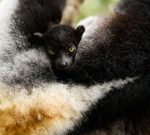 Indri Baby - 4, Palmarium, Madagascar Not only were we surprised to find an Indri at Palmarium Reserve, we were even more thrilled to discover she has a young baby.

In these photos, you can see the baby clinging on to the mother's belly, and peeking outwards from her side. It will typically be in this position for 4-5 months, after which it moves to the mother's back. That makes this Indri baby at most 5 months old.

It is very likely much younger as usually they are born in May or June, whilst this was taken on July 22. That puts it at about 2 months old, at the most. Given its small size and still being fully black, my guestimate is 4-6 weeks old.

Here's an interesting video on another newborn Indri:
https://www.youtube.com/watch?v=csLvkpB7OU4

https://www.jungledragon.com/image/87829/indri_baby_palmarium_madagascar.html
https://www.jungledragon.com/image/87830/indri_baby_-_2_palmarium_madagascar.html
https://www.jungledragon.com/image/87831/indri_baby_-_3_palmarium_madagascar.html
https://www.jungledragon.com/image/87832/indri_baby_-_5_palmarium_madagascar.html
https://www.jungledragon.com/image/87835/indri_baby_-_6_palmarium_madagascar.html
https://www.jungledragon.com/image/87834/indri_baby_-_7_palmarium_madagascar.html Africa,Geotagged,Indri,Indri indri,Madagascar,Madagascar 2019,Palmarium reserve,Winter,World