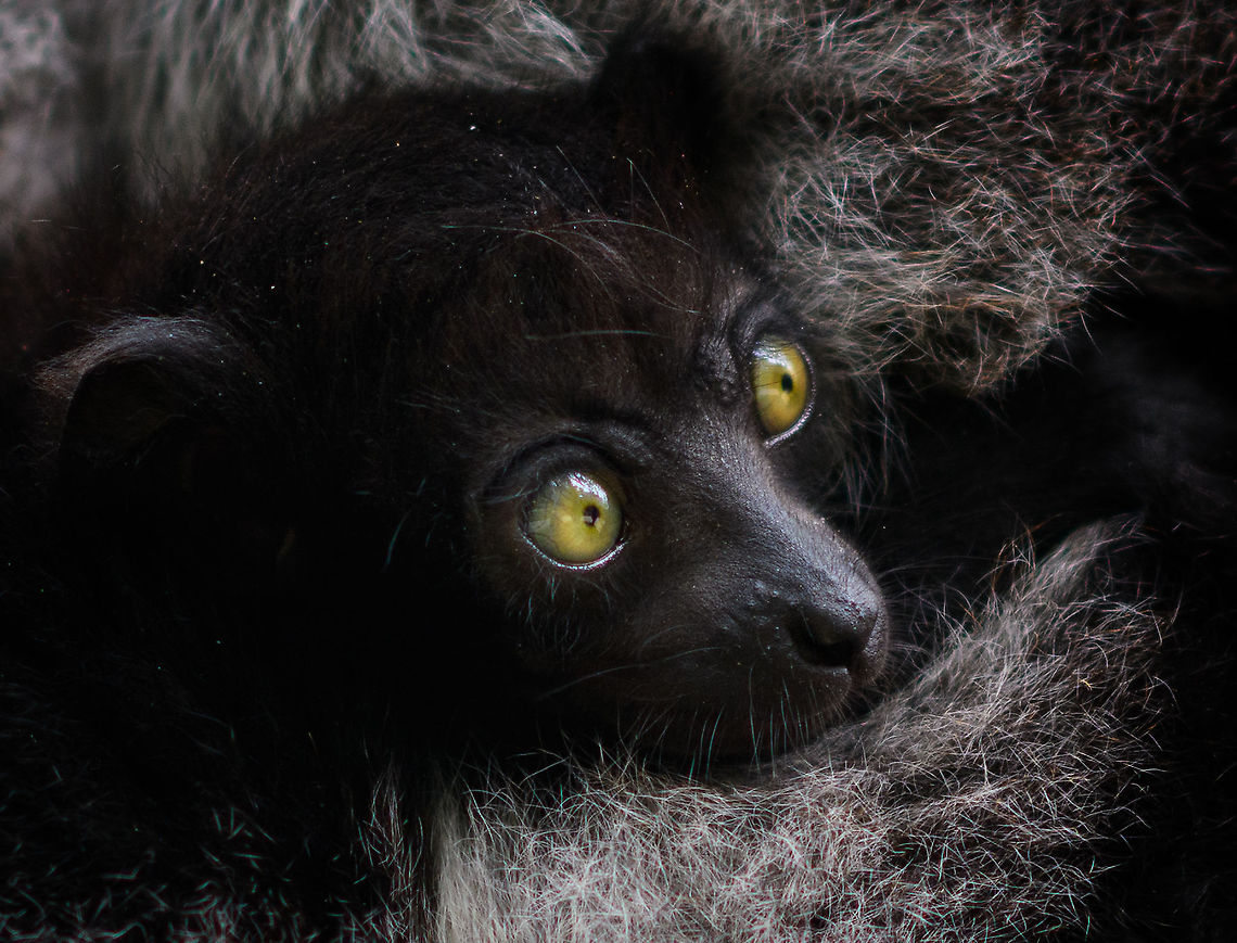 Indri Baby - 7, Palmarium, Madagascar Not only were we surprised to find an Indri at Palmarium Reserve, we were even more thrilled to discover she has a young baby.<br />
<br />
In these photos, you can see the baby clinging on to the mother&#039;s belly, and peeking outwards from her side. It will typically be in this position for 4-5 months, after which it moves to the mother&#039;s back. That makes this Indri baby at most 5 months old.<br />
<br />
It is very likely much younger as usually they are born in May or June, whilst this was taken on July 22. That puts it at about 2 months old, at the most. Given its small size and still being fully black, my guestimate is 4-6 weeks old.<br />
<br />
Here&#039;s an interesting video on another newborn Indri:<br />
<section class="video"><iframe width="448" height="282" src="https://www.youtube-nocookie.com/embed/csLvkpB7OU4?hd=1&autoplay=0&rel=0" frameborder="0" allowfullscreen></iframe></section><br />
<br />
<figure class="photo"><a href="https://www.jungledragon.com/image/87829/indri_baby_palmarium_madagascar.html" title="Indri Baby, Palmarium, Madagascar"><img src="https://s3.amazonaws.com/media.jungledragon.com/images/2/87829_thumb.jpg?AWSAccessKeyId=05GMT0V3GWVNE7GGM1R2&Expires=1759968010&Signature=ww4arOPt%2Fj7zUmcvrysUz4arZp8%3D" width="200" height="134" alt="Indri Baby, Palmarium, Madagascar Not only were we surprised to find an Indri at Palmarium Reserve, we were even more thrilled to discover she has a young baby.<br />
<br />
In these photos, you can see the baby clinging on to the mother&#039;s belly, and peeking outwards from her side. It will typically be in this position for 4-5 months, after which it moves to the mother&#039;s back. That makes this Indri baby at most 5 months old.<br />
<br />
It is very likely much younger as usually they are born in May or June, whilst this was taken on July 22. That puts it at about 2 months old, at the most. Given its small size and still being fully black, my guestimate is 4-6 weeks old.<br />
<br />
Here&#039;s an interesting video on another newborn Indri:<br />
https://www.youtube.com/watch?v=csLvkpB7OU4<br />
<br />
https://www.jungledragon.com/image/87830/indri_baby_-_2_palmarium_madagascar.html<br />
https://www.jungledragon.com/image/87831/indri_baby_-_3_palmarium_madagascar.html<br />
https://www.jungledragon.com/image/87833/indri_baby_-_4_palmarium_madagascar.html<br />
https://www.jungledragon.com/image/87832/indri_baby_-_5_palmarium_madagascar.html<br />
https://www.jungledragon.com/image/87835/indri_baby_-_6_palmarium_madagascar.html<br />
https://www.jungledragon.com/image/87834/indri_baby_-_7_palmarium_madagascar.html Africa,Indri,Indri indri,Madagascar,Madagascar 2019,Palmarium reserve,World" /></a></figure><br />
<figure class="photo"><a href="https://www.jungledragon.com/image/87830/indri_baby_-_2_palmarium_madagascar.html" title="Indri Baby - 2, Palmarium, Madagascar"><img src="https://s3.amazonaws.com/media.jungledragon.com/images/2/87830_thumb.jpg?AWSAccessKeyId=05GMT0V3GWVNE7GGM1R2&Expires=1759968010&Signature=82qknctTXtpqngR2B5S98sdek6Q%3D" width="200" height="138" alt="Indri Baby - 2, Palmarium, Madagascar Not only were we surprised to find an Indri at Palmarium Reserve, we were even more thrilled to discover she has a young baby.<br />
<br />
In these photos, you can see the baby clinging on to the mother&#039;s belly, and peeking outwards from her side. It will typically be in this position for 4-5 months, after which it moves to the mother&#039;s back. That makes this Indri baby at most 5 months old.<br />
<br />
It is very likely much younger as usually they are born in May or June, whilst this was taken on July 22. That puts it at about 2 months old, at the most. Given its small size and still being fully black, my guestimate is 4-6 weeks old.<br />
<br />
Here&#039;s an interesting video on another newborn Indri:<br />
https://www.youtube.com/watch?v=csLvkpB7OU4<br />
<br />
https://www.jungledragon.com/image/87829/indri_baby_palmarium_madagascar.html<br />
https://www.jungledragon.com/image/87831/indri_baby_-_3_palmarium_madagascar.html<br />
https://www.jungledragon.com/image/87833/indri_baby_-_4_palmarium_madagascar.html<br />
https://www.jungledragon.com/image/87832/indri_baby_-_5_palmarium_madagascar.html<br />
https://www.jungledragon.com/image/87835/indri_baby_-_6_palmarium_madagascar.html<br />
https://www.jungledragon.com/image/87834/indri_baby_-_7_palmarium_madagascar.html Africa,Geotagged,Indri,Indri indri,Madagascar,Madagascar 2019,Palmarium reserve,Winter,World" /></a></figure><br />
<figure class="photo"><a href="https://www.jungledragon.com/image/87831/indri_baby_-_3_palmarium_madagascar.html" title="Indri Baby - 3, Palmarium, Madagascar"><img src="https://s3.amazonaws.com/media.jungledragon.com/images/2/87831_thumb.jpg?AWSAccessKeyId=05GMT0V3GWVNE7GGM1R2&Expires=1759968010&Signature=%2FeOOgAyz1PrEo7RS9BXrMb96Q8g%3D" width="200" height="188" alt="Indri Baby - 3, Palmarium, Madagascar Not only were we surprised to find an Indri at Palmarium Reserve, we were even more thrilled to discover she has a young baby.<br />
<br />
In these photos, you can see the baby clinging on to the mother&#039;s belly, and peeking outwards from her side. It will typically be in this position for 4-5 months, after which it moves to the mother&#039;s back. That makes this Indri baby at most 5 months old.<br />
<br />
It is very likely much younger as usually they are born in May or June, whilst this was taken on July 22. That puts it at about 2 months old, at the most. Given its small size and still being fully black, my guestimate is 4-6 weeks old.<br />
<br />
Here&#039;s an interesting video on another newborn Indri:<br />
https://www.youtube.com/watch?v=csLvkpB7OU4<br />
<br />
https://www.jungledragon.com/image/87829/indri_baby_palmarium_madagascar.html<br />
https://www.jungledragon.com/image/87830/indri_baby_-_2_palmarium_madagascar.html<br />
https://www.jungledragon.com/image/87833/indri_baby_-_4_palmarium_madagascar.html<br />
https://www.jungledragon.com/image/87832/indri_baby_-_5_palmarium_madagascar.html<br />
https://www.jungledragon.com/image/87835/indri_baby_-_6_palmarium_madagascar.html<br />
https://www.jungledragon.com/image/87834/indri_baby_-_7_palmarium_madagascar.html Africa,Geotagged,Indri,Indri indri,Madagascar,Madagascar 2019,Palmarium reserve,Winter,World" /></a></figure><br />
<figure class="photo"><a href="https://www.jungledragon.com/image/87833/indri_baby_-_4_palmarium_madagascar.html" title="Indri Baby - 4, Palmarium, Madagascar"><img src="https://s3.amazonaws.com/media.jungledragon.com/images/2/87833_thumb.jpg?AWSAccessKeyId=05GMT0V3GWVNE7GGM1R2&Expires=1759968010&Signature=hO9uFcx1mnLihD%2F6HiMGNu1Bia4%3D" width="200" height="182" alt="Indri Baby - 4, Palmarium, Madagascar Not only were we surprised to find an Indri at Palmarium Reserve, we were even more thrilled to discover she has a young baby.<br />
<br />
In these photos, you can see the baby clinging on to the mother&#039;s belly, and peeking outwards from her side. It will typically be in this position for 4-5 months, after which it moves to the mother&#039;s back. That makes this Indri baby at most 5 months old.<br />
<br />
It is very likely much younger as usually they are born in May or June, whilst this was taken on July 22. That puts it at about 2 months old, at the most. Given its small size and still being fully black, my guestimate is 4-6 weeks old.<br />
<br />
Here&#039;s an interesting video on another newborn Indri:<br />
https://www.youtube.com/watch?v=csLvkpB7OU4<br />
<br />
https://www.jungledragon.com/image/87829/indri_baby_palmarium_madagascar.html<br />
https://www.jungledragon.com/image/87830/indri_baby_-_2_palmarium_madagascar.html<br />
https://www.jungledragon.com/image/87831/indri_baby_-_3_palmarium_madagascar.html<br />
https://www.jungledragon.com/image/87832/indri_baby_-_5_palmarium_madagascar.html<br />
https://www.jungledragon.com/image/87835/indri_baby_-_6_palmarium_madagascar.html<br />
https://www.jungledragon.com/image/87834/indri_baby_-_7_palmarium_madagascar.html Africa,Geotagged,Indri,Indri indri,Madagascar,Madagascar 2019,Palmarium reserve,Winter,World" /></a></figure><br />
<figure class="photo"><a href="https://www.jungledragon.com/image/87832/indri_baby_-_5_palmarium_madagascar.html" title="Indri Baby - 5, Palmarium, Madagascar"><img src="https://s3.amazonaws.com/media.jungledragon.com/images/2/87832_thumb.jpg?AWSAccessKeyId=05GMT0V3GWVNE7GGM1R2&Expires=1759968010&Signature=RqRtoayW4UX4Q%2BCt0Qq8oYA4HbQ%3D" width="200" height="134" alt="Indri Baby - 5, Palmarium, Madagascar Not only were we surprised to find an Indri at Palmarium Reserve, we were even more thrilled to discover she has a young baby.<br />
<br />
In these photos, you can see the baby clinging on to the mother&#039;s belly, and peeking outwards from her side. It will typically be in this position for 4-5 months, after which it moves to the mother&#039;s back. That makes this Indri baby at most 5 months old.<br />
<br />
It is very likely much younger as usually they are born in May or June, whilst this was taken on July 22. That puts it at about 2 months old, at the most. Given its small size and still being fully black, my guestimate is 4-6 weeks old.<br />
<br />
Here&#039;s an interesting video on another newborn Indri:<br />
https://www.youtube.com/watch?v=csLvkpB7OU4<br />
<br />
https://www.jungledragon.com/image/87829/indri_baby_palmarium_madagascar.html<br />
https://www.jungledragon.com/image/87830/indri_baby_-_2_palmarium_madagascar.html<br />
https://www.jungledragon.com/image/87831/indri_baby_-_3_palmarium_madagascar.html<br />
https://www.jungledragon.com/image/87833/indri_baby_-_4_palmarium_madagascar.html<br />
https://www.jungledragon.com/image/87835/indri_baby_-_6_palmarium_madagascar.html<br />
https://www.jungledragon.com/image/87834/indri_baby_-_7_palmarium_madagascar.html Africa,Geotagged,Indri,Indri indri,Madagascar,Madagascar 2019,Palmarium reserve,Winter,World" /></a></figure><br />
<figure class="photo"><a href="https://www.jungledragon.com/image/87835/indri_baby_-_6_palmarium_madagascar.html" title="Indri Baby - 6, Palmarium, Madagascar"><img src="https://s3.amazonaws.com/media.jungledragon.com/images/2/87835_thumb.jpg?AWSAccessKeyId=05GMT0V3GWVNE7GGM1R2&Expires=1759968010&Signature=nNlgac5vk%2F1fsct8rtDnem8aKyk%3D" width="200" height="166" alt="Indri Baby - 6, Palmarium, Madagascar Not only were we surprised to find an Indri at Palmarium Reserve, we were even more thrilled to discover she has a young baby.<br />
<br />
In these photos, you can see the baby clinging on to the mother&#039;s belly, and peeking outwards from her side. It will typically be in this position for 4-5 months, after which it moves to the mother&#039;s back. That makes this Indri baby at most 5 months old.<br />
<br />
It is very likely much younger as usually they are born in May or June, whilst this was taken on July 22. That puts it at about 2 months old, at the most. Given its small size and still being fully black, my guestimate is 4-6 weeks old.<br />
<br />
Here&#039;s an interesting video on another newborn Indri:<br />
https://www.youtube.com/watch?v=csLvkpB7OU4<br />
<br />
https://www.jungledragon.com/image/87829/indri_baby_palmarium_madagascar.html<br />
https://www.jungledragon.com/image/87830/indri_baby_-_2_palmarium_madagascar.html<br />
https://www.jungledragon.com/image/87831/indri_baby_-_3_palmarium_madagascar.html<br />
https://www.jungledragon.com/image/87833/indri_baby_-_4_palmarium_madagascar.html<br />
https://www.jungledragon.com/image/87832/indri_baby_-_5_palmarium_madagascar.html<br />
https://www.jungledragon.com/image/87834/indri_baby_-_7_palmarium_madagascar.html Africa,Geotagged,Indri,Indri indri,Madagascar,Madagascar 2019,Palmarium reserve,Winter,World" /></a></figure> Africa,Geotagged,Indri,Indri indri,Madagascar,Madagascar 2019,Palmarium reserve,Winter,World