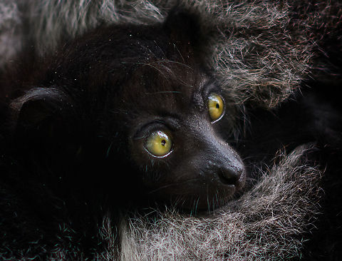 Indri Baby - 7, Palmarium, Madagascar Not only were we surprised to find an Indri at Palmarium Reserve, we were even more thrilled to discover she has a young baby.

In these photos, you can see the baby clinging on to the mother's belly, and peeking outwards from her side. It will typically be in this position for 4-5 months, after which it moves to the mother's back. That makes this Indri baby at most 5 months old.

It is very likely much younger as usually they are born in May or June, whilst this was taken on July 22. That puts it at about 2 months old, at the most. Given its small size and still being fully black, my guestimate is 4-6 weeks old.

Here's an interesting video on another newborn Indri:
https://www.youtube.com/watch?v=csLvkpB7OU4

https://www.jungledragon.com/image/87829/indri_baby_palmarium_madagascar.html
https://www.jungledragon.com/image/87830/indri_baby_-_2_palmarium_madagascar.html
https://www.jungledragon.com/image/87831/indri_baby_-_3_palmarium_madagascar.html
https://www.jungledragon.com/image/87833/indri_baby_-_4_palmarium_madagascar.html
https://www.jungledragon.com/image/87832/indri_baby_-_5_palmarium_madagascar.html
https://www.jungledragon.com/image/87835/indri_baby_-_6_palmarium_madagascar.html Africa,Geotagged,Indri,Indri indri,Madagascar,Madagascar 2019,Palmarium reserve,Winter,World
