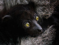 Indri Baby - 7, Palmarium, Madagascar Not only were we surprised to find an Indri at Palmarium Reserve, we were even more thrilled to discover she has a young baby.<br />
<br />
In these photos, you can see the baby clinging on to the mother's belly, and peeking outwards from her side. It will typically be in this position for 4-5 months, after which it moves to the mother's back. That makes this Indri baby at most 5 months old.<br />
<br />
It is very likely much younger as usually they are born in May or June, whilst this was taken on July 22. That puts it at about 2 months old, at the most. Given its small size and still being fully black, my guestimate is 4-6 weeks old.<br />
<br />
Here's an interesting video on another newborn Indri:<br />
https://www.youtube.com/watch?v=csLvkpB7OU4<br />
<br />
https://www.jungledragon.com/image/87829/indri_baby_palmarium_madagascar.html<br />
https://www.jungledragon.com/image/87830/indri_baby_-_2_palmarium_madagascar.html<br />
https://www.jungledragon.com/image/87831/indri_baby_-_3_palmarium_madagascar.html<br />
https://www.jungledragon.com/image/87833/indri_baby_-_4_palmarium_madagascar.html<br />
https://www.jungledragon.com/image/87832/indri_baby_-_5_palmarium_madagascar.html<br />
https://www.jungledragon.com/image/87835/indri_baby_-_6_palmarium_madagascar.html Africa,Geotagged,Indri,Indri indri,Madagascar,Madagascar 2019,Palmarium reserve,Winter,World