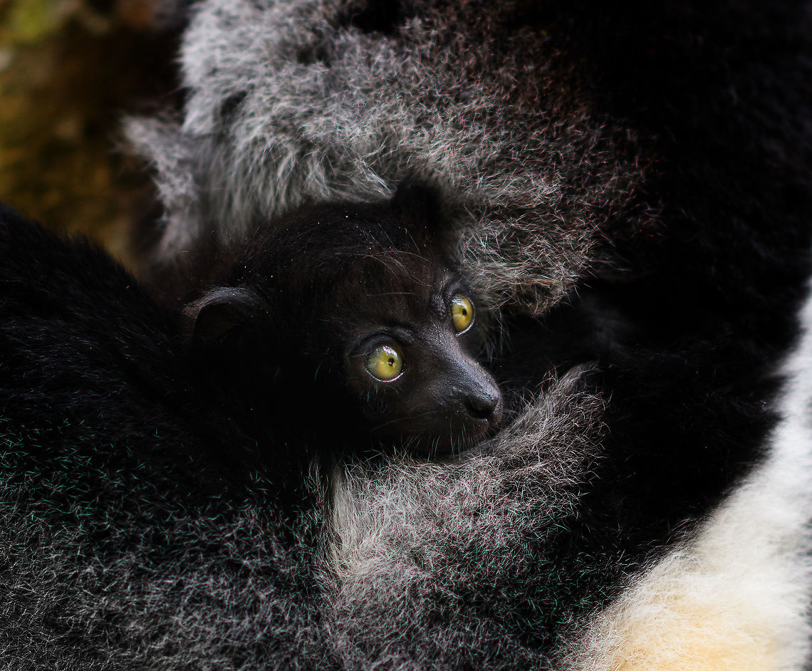 Indri Baby - 6, Palmarium, Madagascar Not only were we surprised to find an Indri at Palmarium Reserve, we were even more thrilled to discover she has a young baby.<br />
<br />
In these photos, you can see the baby clinging on to the mother's belly, and peeking outwards from her side. It will typically be in this position for 4-5 months, after which it moves to the mother's back. That makes this Indri baby at most 5 months old.<br />
<br />
It is very likely much younger as usually they are born in May or June, whilst this was taken on July 22. That puts it at about 2 months old, at the most. Given its small size and still being fully black, my guestimate is 4-6 weeks old.<br />
<br />
Here's an interesting video on another newborn Indri:<br />
<section class="video"><iframe width="448" height="282" src="https://www.youtube-nocookie.com/embed/csLvkpB7OU4?hd=1&autoplay=0&rel=0" frameborder="0" allowfullscreen></iframe></section><br />
<br />
<figure class="photo"><a href="https://www.jungledragon.com/image/87829/indri_baby_palmarium_madagascar.html" title="Indri Baby, Palmarium, Madagascar"><img src="https://s3.amazonaws.com/media.jungledragon.com/images/2/87829_thumb.jpg?AWSAccessKeyId=05GMT0V3GWVNE7GGM1R2&Expires=1763596810&Signature=Vsjey4dWbHKQAcEQ07vnVeBUGxM%3D" width="200" height="134" alt="Indri Baby, Palmarium, Madagascar Not only were we surprised to find an Indri at Palmarium Reserve, we were even more thrilled to discover she has a young baby.<br />
<br />
In these photos, you can see the baby clinging on to the mother's belly, and peeking outwards from her side. It will typically be in this position for 4-5 months, after which it moves to the mother's back. That makes this Indri baby at most 5 months old.<br />
<br />
It is very likely much younger as usually they are born in May or June, whilst this was taken on July 22. That puts it at about 2 months old, at the most. Given its small size and still being fully black, my guestimate is 4-6 weeks old.<br />
<br />
Here's an interesting video on another newborn Indri:<br />
https://www.youtube.com/watch?v=csLvkpB7OU4<br />
<br />
https://www.jungledragon.com/image/87830/indri_baby_-_2_palmarium_madagascar.html<br />
https://www.jungledragon.com/image/87831/indri_baby_-_3_palmarium_madagascar.html<br />
https://www.jungledragon.com/image/87833/indri_baby_-_4_palmarium_madagascar.html<br />
https://www.jungledragon.com/image/87832/indri_baby_-_5_palmarium_madagascar.html<br />
https://www.jungledragon.com/image/87835/indri_baby_-_6_palmarium_madagascar.html<br />
https://www.jungledragon.com/image/87834/indri_baby_-_7_palmarium_madagascar.html Africa,Indri,Indri indri,Madagascar,Madagascar 2019,Palmarium reserve,World" /></a></figure><br />
<figure class="photo"><a href="https://www.jungledragon.com/image/87830/indri_baby_-_2_palmarium_madagascar.html" title="Indri Baby - 2, Palmarium, Madagascar"><img src="https://s3.amazonaws.com/media.jungledragon.com/images/2/87830_thumb.jpg?AWSAccessKeyId=05GMT0V3GWVNE7GGM1R2&Expires=1763596810&Signature=lbPg3rDJ%2BAnK0nayztXD1himoKw%3D" width="200" height="138" alt="Indri Baby - 2, Palmarium, Madagascar Not only were we surprised to find an Indri at Palmarium Reserve, we were even more thrilled to discover she has a young baby.<br />
<br />
In these photos, you can see the baby clinging on to the mother's belly, and peeking outwards from her side. It will typically be in this position for 4-5 months, after which it moves to the mother's back. That makes this Indri baby at most 5 months old.<br />
<br />
It is very likely much younger as usually they are born in May or June, whilst this was taken on July 22. That puts it at about 2 months old, at the most. Given its small size and still being fully black, my guestimate is 4-6 weeks old.<br />
<br />
Here's an interesting video on another newborn Indri:<br />
https://www.youtube.com/watch?v=csLvkpB7OU4<br />
<br />
https://www.jungledragon.com/image/87829/indri_baby_palmarium_madagascar.html<br />
https://www.jungledragon.com/image/87831/indri_baby_-_3_palmarium_madagascar.html<br />
https://www.jungledragon.com/image/87833/indri_baby_-_4_palmarium_madagascar.html<br />
https://www.jungledragon.com/image/87832/indri_baby_-_5_palmarium_madagascar.html<br />
https://www.jungledragon.com/image/87835/indri_baby_-_6_palmarium_madagascar.html<br />
https://www.jungledragon.com/image/87834/indri_baby_-_7_palmarium_madagascar.html Africa,Geotagged,Indri,Indri indri,Madagascar,Madagascar 2019,Palmarium reserve,Winter,World" /></a></figure><br />
<figure class="photo"><a href="https://www.jungledragon.com/image/87831/indri_baby_-_3_palmarium_madagascar.html" title="Indri Baby - 3, Palmarium, Madagascar"><img src="https://s3.amazonaws.com/media.jungledragon.com/images/2/87831_thumb.jpg?AWSAccessKeyId=05GMT0V3GWVNE7GGM1R2&Expires=1763596810&Signature=JaEtw2lZSPZ7a4OcmPjhRXVKLiY%3D" width="200" height="188" alt="Indri Baby - 3, Palmarium, Madagascar Not only were we surprised to find an Indri at Palmarium Reserve, we were even more thrilled to discover she has a young baby.<br />
<br />
In these photos, you can see the baby clinging on to the mother's belly, and peeking outwards from her side. It will typically be in this position for 4-5 months, after which it moves to the mother's back. That makes this Indri baby at most 5 months old.<br />
<br />
It is very likely much younger as usually they are born in May or June, whilst this was taken on July 22. That puts it at about 2 months old, at the most. Given its small size and still being fully black, my guestimate is 4-6 weeks old.<br />
<br />
Here's an interesting video on another newborn Indri:<br />
https://www.youtube.com/watch?v=csLvkpB7OU4<br />
<br />
https://www.jungledragon.com/image/87829/indri_baby_palmarium_madagascar.html<br />
https://www.jungledragon.com/image/87830/indri_baby_-_2_palmarium_madagascar.html<br />
https://www.jungledragon.com/image/87833/indri_baby_-_4_palmarium_madagascar.html<br />
https://www.jungledragon.com/image/87832/indri_baby_-_5_palmarium_madagascar.html<br />
https://www.jungledragon.com/image/87835/indri_baby_-_6_palmarium_madagascar.html<br />
https://www.jungledragon.com/image/87834/indri_baby_-_7_palmarium_madagascar.html Africa,Geotagged,Indri,Indri indri,Madagascar,Madagascar 2019,Palmarium reserve,Winter,World" /></a></figure><br />
<figure class="photo"><a href="https://www.jungledragon.com/image/87833/indri_baby_-_4_palmarium_madagascar.html" title="Indri Baby - 4, Palmarium, Madagascar"><img src="https://s3.amazonaws.com/media.jungledragon.com/images/2/87833_thumb.jpg?AWSAccessKeyId=05GMT0V3GWVNE7GGM1R2&Expires=1763596810&Signature=0r7XbMVhT5henYQyiD%2FXs1Eg45M%3D" width="200" height="182" alt="Indri Baby - 4, Palmarium, Madagascar Not only were we surprised to find an Indri at Palmarium Reserve, we were even more thrilled to discover she has a young baby.<br />
<br />
In these photos, you can see the baby clinging on to the mother's belly, and peeking outwards from her side. It will typically be in this position for 4-5 months, after which it moves to the mother's back. That makes this Indri baby at most 5 months old.<br />
<br />
It is very likely much younger as usually they are born in May or June, whilst this was taken on July 22. That puts it at about 2 months old, at the most. Given its small size and still being fully black, my guestimate is 4-6 weeks old.<br />
<br />
Here's an interesting video on another newborn Indri:<br />
https://www.youtube.com/watch?v=csLvkpB7OU4<br />
<br />
https://www.jungledragon.com/image/87829/indri_baby_palmarium_madagascar.html<br />
https://www.jungledragon.com/image/87830/indri_baby_-_2_palmarium_madagascar.html<br />
https://www.jungledragon.com/image/87831/indri_baby_-_3_palmarium_madagascar.html<br />
https://www.jungledragon.com/image/87832/indri_baby_-_5_palmarium_madagascar.html<br />
https://www.jungledragon.com/image/87835/indri_baby_-_6_palmarium_madagascar.html<br />
https://www.jungledragon.com/image/87834/indri_baby_-_7_palmarium_madagascar.html Africa,Geotagged,Indri,Indri indri,Madagascar,Madagascar 2019,Palmarium reserve,Winter,World" /></a></figure><br />
<figure class="photo"><a href="https://www.jungledragon.com/image/87832/indri_baby_-_5_palmarium_madagascar.html" title="Indri Baby - 5, Palmarium, Madagascar"><img src="https://s3.amazonaws.com/media.jungledragon.com/images/2/87832_thumb.jpg?AWSAccessKeyId=05GMT0V3GWVNE7GGM1R2&Expires=1763596810&Signature=bK0DmGZXdPkSc%2FPrrhQv9HIFWgM%3D" width="200" height="134" alt="Indri Baby - 5, Palmarium, Madagascar Not only were we surprised to find an Indri at Palmarium Reserve, we were even more thrilled to discover she has a young baby.<br />
<br />
In these photos, you can see the baby clinging on to the mother's belly, and peeking outwards from her side. It will typically be in this position for 4-5 months, after which it moves to the mother's back. That makes this Indri baby at most 5 months old.<br />
<br />
It is very likely much younger as usually they are born in May or June, whilst this was taken on July 22. That puts it at about 2 months old, at the most. Given its small size and still being fully black, my guestimate is 4-6 weeks old.<br />
<br />
Here's an interesting video on another newborn Indri:<br />
https://www.youtube.com/watch?v=csLvkpB7OU4<br />
<br />
https://www.jungledragon.com/image/87829/indri_baby_palmarium_madagascar.html<br />
https://www.jungledragon.com/image/87830/indri_baby_-_2_palmarium_madagascar.html<br />
https://www.jungledragon.com/image/87831/indri_baby_-_3_palmarium_madagascar.html<br />
https://www.jungledragon.com/image/87833/indri_baby_-_4_palmarium_madagascar.html<br />
https://www.jungledragon.com/image/87835/indri_baby_-_6_palmarium_madagascar.html<br />
https://www.jungledragon.com/image/87834/indri_baby_-_7_palmarium_madagascar.html Africa,Geotagged,Indri,Indri indri,Madagascar,Madagascar 2019,Palmarium reserve,Winter,World" /></a></figure><br />
<figure class="photo"><a href="https://www.jungledragon.com/image/87834/indri_baby_-_7_palmarium_madagascar.html" title="Indri Baby - 7, Palmarium, Madagascar"><img src="https://s3.amazonaws.com/media.jungledragon.com/images/2/87834_thumb.jpg?AWSAccessKeyId=05GMT0V3GWVNE7GGM1R2&Expires=1763596810&Signature=RiTGgkZjg%2FISeQSoA%2FAvH%2FOBtf0%3D" width="200" height="154" alt="Indri Baby - 7, Palmarium, Madagascar Not only were we surprised to find an Indri at Palmarium Reserve, we were even more thrilled to discover she has a young baby.<br />
<br />
In these photos, you can see the baby clinging on to the mother's belly, and peeking outwards from her side. It will typically be in this position for 4-5 months, after which it moves to the mother's back. That makes this Indri baby at most 5 months old.<br />
<br />
It is very likely much younger as usually they are born in May or June, whilst this was taken on July 22. That puts it at about 2 months old, at the most. Given its small size and still being fully black, my guestimate is 4-6 weeks old.<br />
<br />
Here's an interesting video on another newborn Indri:<br />
https://www.youtube.com/watch?v=csLvkpB7OU4<br />
<br />
https://www.jungledragon.com/image/87829/indri_baby_palmarium_madagascar.html<br />
https://www.jungledragon.com/image/87830/indri_baby_-_2_palmarium_madagascar.html<br />
https://www.jungledragon.com/image/87831/indri_baby_-_3_palmarium_madagascar.html<br />
https://www.jungledragon.com/image/87833/indri_baby_-_4_palmarium_madagascar.html<br />
https://www.jungledragon.com/image/87832/indri_baby_-_5_palmarium_madagascar.html<br />
https://www.jungledragon.com/image/87835/indri_baby_-_6_palmarium_madagascar.html Africa,Geotagged,Indri,Indri indri,Madagascar,Madagascar 2019,Palmarium reserve,Winter,World" /></a></figure> Africa,Geotagged,Indri,Indri indri,Madagascar,Madagascar 2019,Palmarium reserve,Winter,World