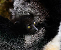 Indri Baby - 6, Palmarium, Madagascar Not only were we surprised to find an Indri at Palmarium Reserve, we were even more thrilled to discover she has a young baby.<br />
<br />
In these photos, you can see the baby clinging on to the mother's belly, and peeking outwards from her side. It will typically be in this position for 4-5 months, after which it moves to the mother's back. That makes this Indri baby at most 5 months old.<br />
<br />
It is very likely much younger as usually they are born in May or June, whilst this was taken on July 22. That puts it at about 2 months old, at the most. Given its small size and still being fully black, my guestimate is 4-6 weeks old.<br />
<br />
Here's an interesting video on another newborn Indri:<br />
https://www.youtube.com/watch?v=csLvkpB7OU4<br />
<br />
https://www.jungledragon.com/image/87829/indri_baby_palmarium_madagascar.html<br />
https://www.jungledragon.com/image/87830/indri_baby_-_2_palmarium_madagascar.html<br />
https://www.jungledragon.com/image/87831/indri_baby_-_3_palmarium_madagascar.html<br />
https://www.jungledragon.com/image/87833/indri_baby_-_4_palmarium_madagascar.html<br />
https://www.jungledragon.com/image/87832/indri_baby_-_5_palmarium_madagascar.html<br />
https://www.jungledragon.com/image/87834/indri_baby_-_7_palmarium_madagascar.html Africa,Geotagged,Indri,Indri indri,Madagascar,Madagascar 2019,Palmarium reserve,Winter,World
