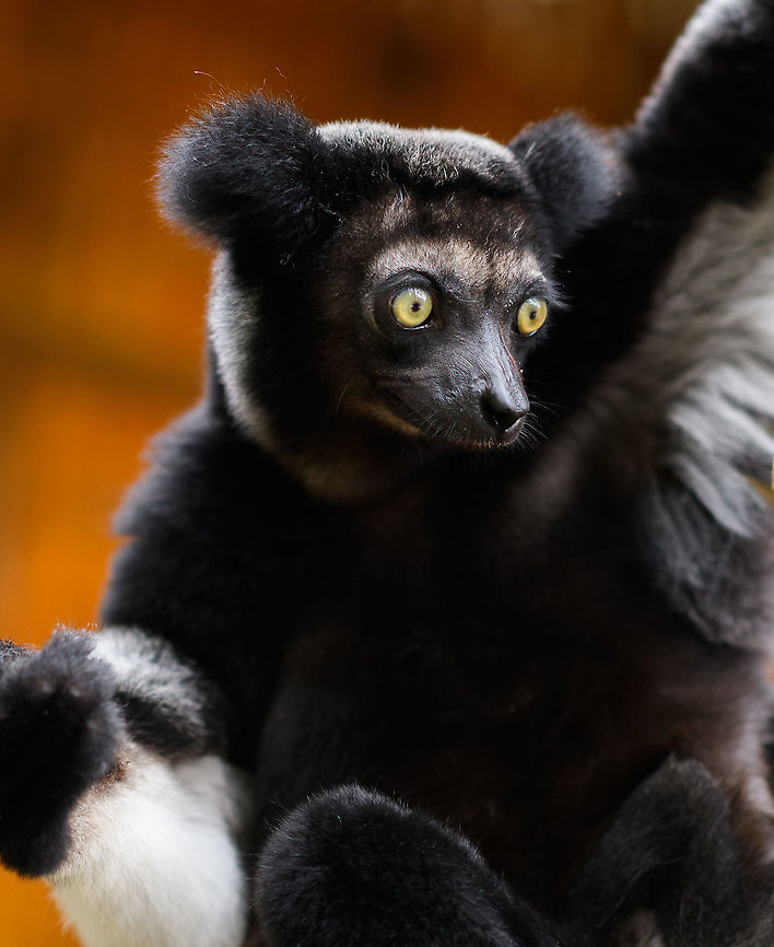 Indri mother, Palmarium, Madagascar Another shot of this Indri mother, found in Palmarium. More photos in Part I:<br />
<figure class="photo"><a href="https://www.jungledragon.com/image/87813/indri_-_3_palmarium_madagascar.html" title="Indri - 3, Palmarium, Madagascar"><img src="https://s3.amazonaws.com/media.jungledragon.com/images/2/87813_thumb.jpg?AWSAccessKeyId=05GMT0V3GWVNE7GGM1R2&Expires=1759968010&Signature=A161VWwuv9uPcG280sC0VPRnxVY%3D" width="200" height="134" alt="Indri - 3, Palmarium, Madagascar An nice surprise, we did not know or expect Palmarium to house the Indri species. The surprise got even better when we saw that this is mother with a baby hiding in her fur. Photos of the young one coming in part II.<br />
https://www.jungledragon.com/image/87814/indri_experience_3_mitsinjo_reserve_andasibe_madagascar.html<br />
https://www.jungledragon.com/image/87812/indri_-_2_palmarium_madagascar.html<br />
https://www.jungledragon.com/image/87811/indri_-_palmarium_madagascar.html Africa,Geotagged,Indri,Indri indri,Madagascar,Madagascar 2019,Palmarium reserve,Winter,World" /></a></figure><br />
Baby photos in Part II:<br />
<br />
<figure class="photo"><a href="https://www.jungledragon.com/image/87831/indri_baby_-_3_palmarium_madagascar.html" title="Indri Baby - 3, Palmarium, Madagascar"><img src="https://s3.amazonaws.com/media.jungledragon.com/images/2/87831_thumb.jpg?AWSAccessKeyId=05GMT0V3GWVNE7GGM1R2&Expires=1759968010&Signature=%2FeOOgAyz1PrEo7RS9BXrMb96Q8g%3D" width="200" height="188" alt="Indri Baby - 3, Palmarium, Madagascar Not only were we surprised to find an Indri at Palmarium Reserve, we were even more thrilled to discover she has a young baby.<br />
<br />
In these photos, you can see the baby clinging on to the mother&#039;s belly, and peeking outwards from her side. It will typically be in this position for 4-5 months, after which it moves to the mother&#039;s back. That makes this Indri baby at most 5 months old.<br />
<br />
It is very likely much younger as usually they are born in May or June, whilst this was taken on July 22. That puts it at about 2 months old, at the most. Given its small size and still being fully black, my guestimate is 4-6 weeks old.<br />
<br />
Here&#039;s an interesting video on another newborn Indri:<br />
https://www.youtube.com/watch?v=csLvkpB7OU4<br />
<br />
https://www.jungledragon.com/image/87829/indri_baby_palmarium_madagascar.html<br />
https://www.jungledragon.com/image/87830/indri_baby_-_2_palmarium_madagascar.html<br />
https://www.jungledragon.com/image/87833/indri_baby_-_4_palmarium_madagascar.html<br />
https://www.jungledragon.com/image/87832/indri_baby_-_5_palmarium_madagascar.html<br />
https://www.jungledragon.com/image/87835/indri_baby_-_6_palmarium_madagascar.html<br />
https://www.jungledragon.com/image/87834/indri_baby_-_7_palmarium_madagascar.html Africa,Geotagged,Indri,Indri indri,Madagascar,Madagascar 2019,Palmarium reserve,Winter,World" /></a></figure> Africa,Geotagged,Indri,Indri indri,Madagascar,Madagascar 2019,Palmarium reserve,Winter,World