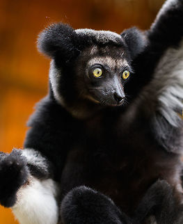 Indri mother, Palmarium, Madagascar Another shot of this Indri mother, found in Palmarium. More photos in Part I:
https://www.jungledragon.com/image/87813/indri_-_3_palmarium_madagascar.html
Baby photos in Part II:

https://www.jungledragon.com/image/87831/indri_baby_-_3_palmarium_madagascar.html Africa,Geotagged,Indri,Indri indri,Madagascar,Madagascar 2019,Palmarium reserve,Winter,World