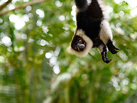 Black-and-white ruffed lemur - hanging, Palmarium, Madagascar The very "present" Black-and-white ruffed lemur. Both in a reserve and in a wild setting, this is the most assertive lemur we know. It does not easily flee or try to hide its presence, it does the complete opposite. In a mixed species situation like here at Palmarium, it was easy to see how it dominates other lemur species. <br />
<br />
Not using any violence, just by assertive behavior. Frantically jumping around, and acrobatic displays like hanging upside down by the tail. Cherry on the cake is their outrage mode, where out of nowhere they engage in a hysteric shouting concert. This can easily be triggered by making a low grunting noise yourself.<br />
https://www.jungledragon.com/image/87878/black-and-white_ruffed_lemur_-_eager_palmarium_madagascar.html<br />
https://www.jungledragon.com/image/87879/black-and-white_ruffed_lemur_-_hanging_2_palmarium_madagascar.html Africa,Black-and-white ruffed lemur,Geotagged,Madagascar,Madagascar 2019,Palmarium reserve,Varecia variegata,Winter,World