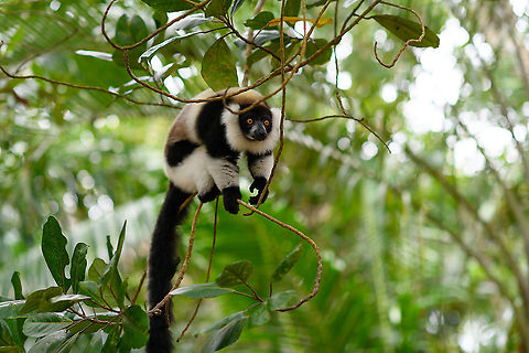 Black-and-white ruffed lemur - eager, Palmarium, Madagascar The very "present" Black-and-white ruffed lemur. Both in a reserve and in a wild setting, this is the most assertive lemur we know. It does not easily flee or try to hide its presence, it does the complete opposite. In a mixed species situation like here at Palmarium, it was easy to see how it dominates other lemur species. 
Not using any violence, just by assertive behavior. Frantically jumping around, and acrobatic displays like hanging upside down by the tail. Cherry on the cake is their outrage mode, where out of nowhere they engage in a hysteric shouting concert. This can easily be triggered by making a low grunting noise yourself.
https://www.jungledragon.com/image/87877/black-and-white_ruffed_lemur_-_hanging_palmarium_madagascar.html
https://www.jungledragon.com/image/87879/black-and-white_ruffed_lemur_-_hanging_2_palmarium_madagascar.html Africa,Black-and-white ruffed lemur,Geotagged,Madagascar,Madagascar 2019,Palmarium reserve,Varecia variegata,Winter,World