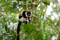Black-and-white ruffed lemur - eager, Palmarium, Madagascar The very "present" Black-and-white ruffed lemur. Both in a reserve and in a wild setting, this is the most assertive lemur we know. It does not easily flee or try to hide its presence, it does the complete opposite. In a mixed species situation like here at Palmarium, it was easy to see how it dominates other lemur species. <br />
<br />
Not using any violence, just by assertive behavior. Frantically jumping around, and acrobatic displays like hanging upside down by the tail. Cherry on the cake is their outrage mode, where out of nowhere they engage in a hysteric shouting concert. This can easily be triggered by making a low grunting noise yourself.<br />
https://www.jungledragon.com/image/87877/black-and-white_ruffed_lemur_-_hanging_palmarium_madagascar.html<br />
https://www.jungledragon.com/image/87879/black-and-white_ruffed_lemur_-_hanging_2_palmarium_madagascar.html Africa,Black-and-white ruffed lemur,Geotagged,Madagascar,Madagascar 2019,Palmarium reserve,Varecia variegata,Winter,World