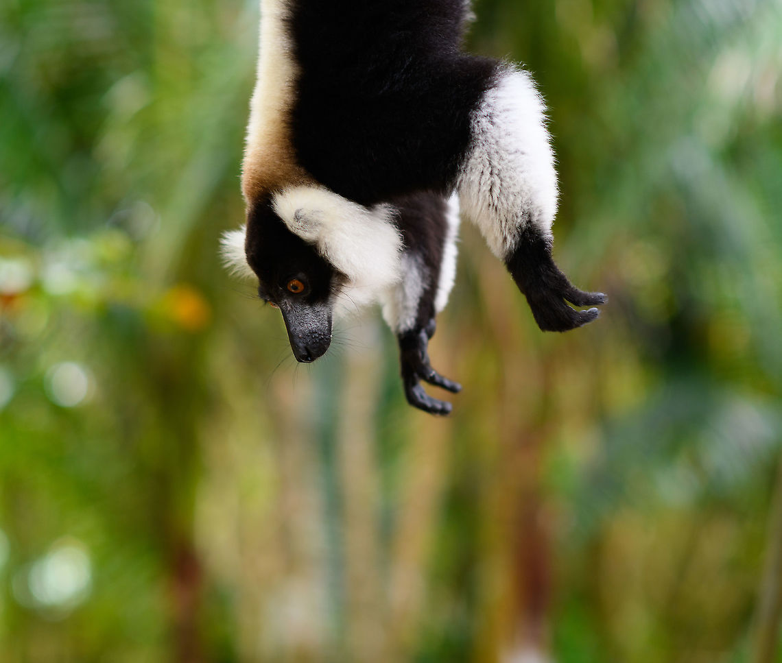 Black-and-white ruffed lemur - hanging 2, Palmarium, Madagascar The very &quot;present&quot; Black-and-white ruffed lemur. Both in a reserve and in a wild setting, this is the most assertive lemur we know. It does not easily flee or try to hide its presence, it does the complete opposite. In a mixed species situation like here at Palmarium, it was easy to see how it dominates other lemur species. <br />
<br />
Not using any violence, just by assertive behavior. Frantically jumping around, and acrobatic displays like hanging upside down by the tail. Cherry on the cake is their outrage mode, where out of nowhere they engage in a hysteric shouting concert. This can easily be triggered by making a low grunting noise yourself.<br />
<figure class="photo"><a href="https://www.jungledragon.com/image/87878/black-and-white_ruffed_lemur_-_eager_palmarium_madagascar.html" title="Black-and-white ruffed lemur - eager, Palmarium, Madagascar"><img src="https://s3.amazonaws.com/media.jungledragon.com/images/2/87878_thumb.jpg?AWSAccessKeyId=05GMT0V3GWVNE7GGM1R2&Expires=1759968010&Signature=oewSZEUSB94NH2wU01UxkU2wleQ%3D" width="200" height="134" alt="Black-and-white ruffed lemur - eager, Palmarium, Madagascar The very &quot;present&quot; Black-and-white ruffed lemur. Both in a reserve and in a wild setting, this is the most assertive lemur we know. It does not easily flee or try to hide its presence, it does the complete opposite. In a mixed species situation like here at Palmarium, it was easy to see how it dominates other lemur species. <br />
<br />
Not using any violence, just by assertive behavior. Frantically jumping around, and acrobatic displays like hanging upside down by the tail. Cherry on the cake is their outrage mode, where out of nowhere they engage in a hysteric shouting concert. This can easily be triggered by making a low grunting noise yourself.<br />
https://www.jungledragon.com/image/87877/black-and-white_ruffed_lemur_-_hanging_palmarium_madagascar.html<br />
https://www.jungledragon.com/image/87879/black-and-white_ruffed_lemur_-_hanging_2_palmarium_madagascar.html Africa,Black-and-white ruffed lemur,Geotagged,Madagascar,Madagascar 2019,Palmarium reserve,Varecia variegata,Winter,World" /></a></figure><br />
<figure class="photo"><a href="https://www.jungledragon.com/image/87877/black-and-white_ruffed_lemur_-_hanging_palmarium_madagascar.html" title="Black-and-white ruffed lemur - hanging, Palmarium, Madagascar"><img src="https://s3.amazonaws.com/media.jungledragon.com/images/2/87877_thumb.jpg?AWSAccessKeyId=05GMT0V3GWVNE7GGM1R2&Expires=1759968010&Signature=vI5c4ZO6lfIR1wU04fU23ChIDes%3D" width="200" height="152" alt="Black-and-white ruffed lemur - hanging, Palmarium, Madagascar The very &quot;present&quot; Black-and-white ruffed lemur. Both in a reserve and in a wild setting, this is the most assertive lemur we know. It does not easily flee or try to hide its presence, it does the complete opposite. In a mixed species situation like here at Palmarium, it was easy to see how it dominates other lemur species. <br />
<br />
Not using any violence, just by assertive behavior. Frantically jumping around, and acrobatic displays like hanging upside down by the tail. Cherry on the cake is their outrage mode, where out of nowhere they engage in a hysteric shouting concert. This can easily be triggered by making a low grunting noise yourself.<br />
https://www.jungledragon.com/image/87878/black-and-white_ruffed_lemur_-_eager_palmarium_madagascar.html<br />
https://www.jungledragon.com/image/87879/black-and-white_ruffed_lemur_-_hanging_2_palmarium_madagascar.html Africa,Black-and-white ruffed lemur,Geotagged,Madagascar,Madagascar 2019,Palmarium reserve,Varecia variegata,Winter,World" /></a></figure> Africa,Black-and-white ruffed lemur,Geotagged,Madagascar,Madagascar 2019,Palmarium reserve,Varecia variegata,Winter,World