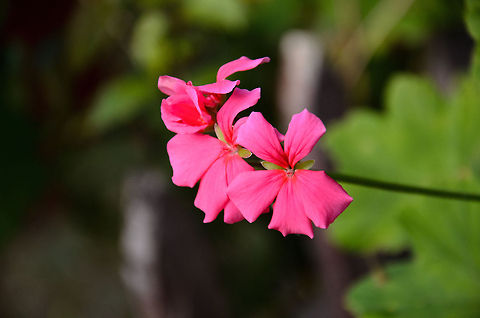 Madagascar flower 5/7  Andasibe,Madagascar,Pelargonium peltatum