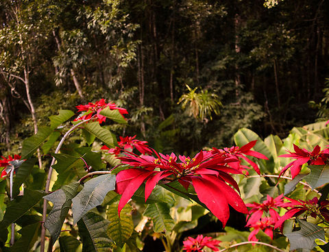 Poinsettia (Euphorbia pulcherrima) On the foreground the Poinsettia plant, in the background is the jungle of Andasibe, the first truly wild park we visited in Madagascar. Andasibe,Euphorbia pulcherrima,Geotagged,Madagascar,Poinsettia