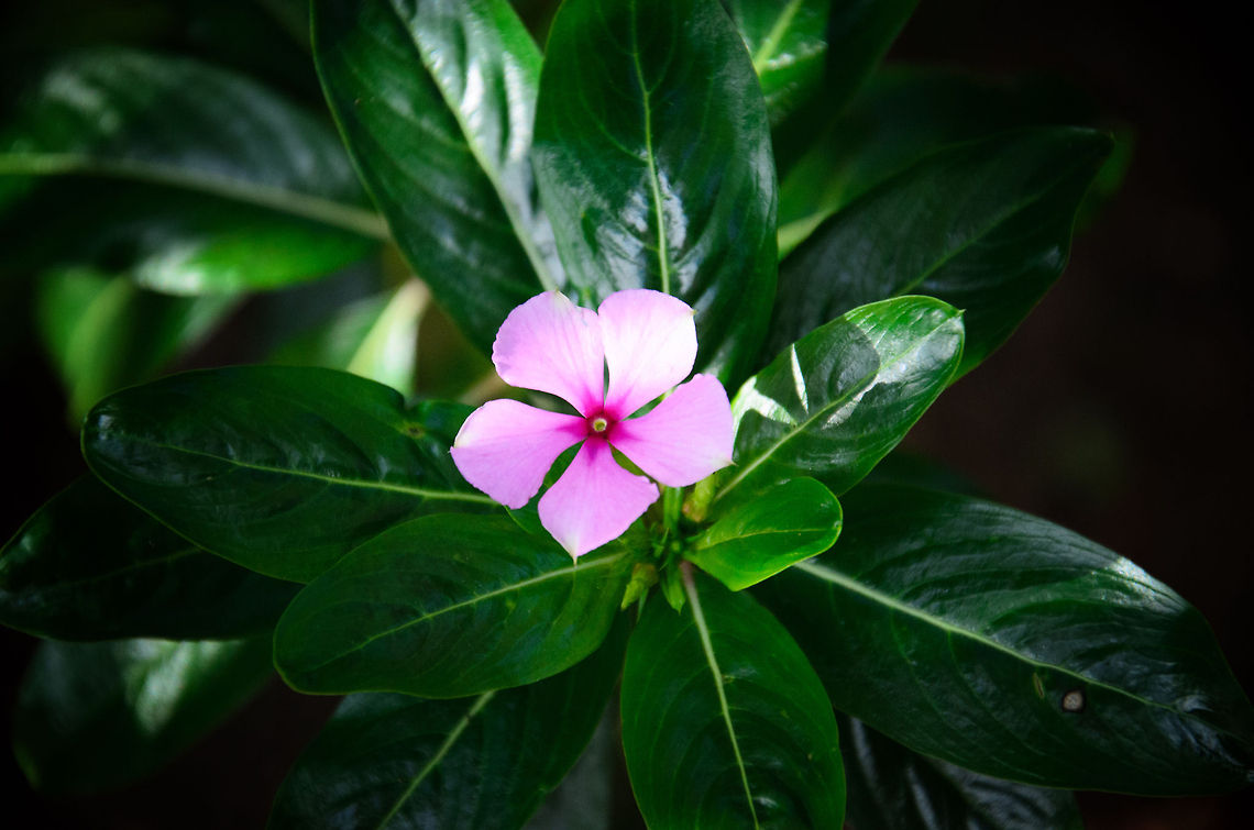 Madagascar periwinkle (Catharanthus roseus) Found in the gardens of our bungalow in Andasibe, Madagascar. Andasibe,Catharanthus roseus,Madagascar,Madagascar periwinkle