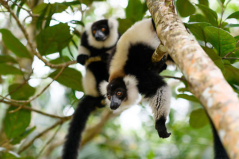 Black-and-white ruffed lemur - before crazy, Palmarium Black-and-white ruffed lemur duo at Palmarium. Before and after a little "episode" where they try to intimidate by means of loud calls. Pretty much anything can trigger it.
https://www.jungledragon.com/image/87905/black-and-white_ruffed_lemur_-_after_crazy_palmarium.html
Here's an example we experienced in the wild years before, of its Northern cousin:

https://www.jungledragon.com/image/33539/territorial_northern_black-and-white_ruffed_lemur_nosy_mangabe_-_front_view_madagascar.html Africa,Black-and-white ruffed lemur,Geotagged,Madagascar,Madagascar 2019,Palmarium reserve,Varecia variegata,Winter,World