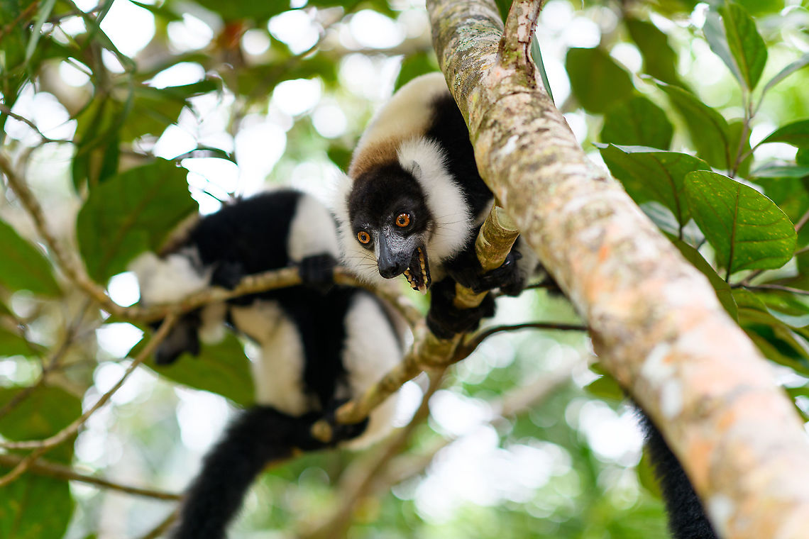 Black-and-white ruffed lemur - after crazy, Palmarium Black-and-white ruffed lemur duo at Palmarium. Before and after a little &quot;episode&quot; where they try to intimidate by means of loud calls. Pretty much anything can trigger it.<br />
<figure class="photo"><a href="https://www.jungledragon.com/image/87904/black-and-white_ruffed_lemur_-_before_crazy_palmarium.html" title="Black-and-white ruffed lemur - before crazy, Palmarium"><img src="https://s3.amazonaws.com/media.jungledragon.com/images/2/87904_thumb.jpg?AWSAccessKeyId=05GMT0V3GWVNE7GGM1R2&Expires=1759968010&Signature=SMp90nuNapEgBsfBQJYrQJjIyNg%3D" width="200" height="134" alt="Black-and-white ruffed lemur - before crazy, Palmarium Black-and-white ruffed lemur duo at Palmarium. Before and after a little &quot;episode&quot; where they try to intimidate by means of loud calls. Pretty much anything can trigger it.<br />
https://www.jungledragon.com/image/87905/black-and-white_ruffed_lemur_-_after_crazy_palmarium.html<br />
Here&#039;s an example we experienced in the wild years before, of its Northern cousin:<br />
<br />
https://www.jungledragon.com/image/33539/territorial_northern_black-and-white_ruffed_lemur_nosy_mangabe_-_front_view_madagascar.html Africa,Black-and-white ruffed lemur,Geotagged,Madagascar,Madagascar 2019,Palmarium reserve,Varecia variegata,Winter,World" /></a></figure><br />
Here&#039;s an example we experienced in the wild years before, of its Northern cousin:<br />
<br />
<figure class="photo"><a href="https://www.jungledragon.com/image/33539/territorial_northern_black-and-white_ruffed_lemur_nosy_mangabe_-_front_view_madagascar.html" title="Territorial Northern black-and-white ruffed lemur, Nosy Mangabe - front view, Madagascar"><img src="https://s3.amazonaws.com/media.jungledragon.com/images/2/33539_thumb.jpg?AWSAccessKeyId=05GMT0V3GWVNE7GGM1R2&Expires=1759968010&Signature=d2Qk%2BrkKB6KNf67xTmhZrpxl2QM%3D" width="200" height="180" alt="Territorial Northern black-and-white ruffed lemur, Nosy Mangabe - front view, Madagascar We&#039;ve been observing these peaceful, endangered lemurs on the island of Nosy Mangabe for 20 minutes or so. We had some photos, they were in a state of rest, so we were packing up to move on. Then, like the flip of a switch they go into absolute panic mode. Violent screams, trees shaking, truly aggressive behavior.<br />
<br />
As it turns out, completely out of our sight they detected a rival group, and they were being very clear on where their territory begins. We were caught in the middle, lucky and fascinated. I&#039;m sharing several shots just because it was an awe-inspiring moment for us.<br />
<br />
On this photo you can see it firmly holding on to the tree branch with all limbs, in order to shake it as violently as possible. This is a game of display, not actual aggression.<br />
<br />
Full series, in order:<br />
http://www.jungledragon.com/image/33538/territorial_northern_black-and-white_ruffed_lemur_nosy_mangabe_-_resting_madagascar.html<br />
<br />
http://www.jungledragon.com/image/33541/territorial_northern_black-and-white_ruffed_lemur_nosy_mangabe_-_intimidating_madagascar.html<br />
<br />
http://www.jungledragon.com/image/33535/territorial_northern_black-and-white_ruffed_lemur_nosy_mangabe_madagascar.html<br />
<br />
http://www.jungledragon.com/image/33539/territorial_northern_black-and-white_ruffed_lemur_nosy_mangabe_-_front_view_madagascar.html<br />
<br />
http://www.jungledragon.com/image/33536/territorial_northern_black-and-white_ruffed_lemur_nosy_mangabe_-_side_view_madagascar.html<br />
<br />
http://www.jungledragon.com/image/33535/territorial_northern_black-and-white_ruffed_lemur_nosy_mangabe_madagascar.html<br />
<br />
http://www.jungledragon.com/image/33537/territorial_northern_black-and-white_ruffed_lemur_nosy_mangabe_-_rotating_madagascar.html<br />
<br />
http://www.jungledragon.com/image/33540/territorial_northern_black-and-white_ruffed_lemur_nosy_mangabe_-_closeup_madagascar.html<br />
<br />
http://www.jungledragon.com/image/33542/territorial_northern_black-and-white_ruffed_lemur_nosy_mangabe_-_aftermath_madagascar.html<br />
<br />
http://www.jungledragon.com/image/33543/territorial_northern_black-and-white_ruffed_lemur_nosy_mangabe_-_aftermath_madagascar.html Africa,Madagascar,Madagascar North,Northern black-and-white ruffed lemur,Nosy Mangabe,Varecia variegata subcincta,World" /></a></figure> Africa,Black-and-white ruffed lemur,Geotagged,Madagascar,Madagascar 2019,Palmarium reserve,Varecia variegata,Winter,World