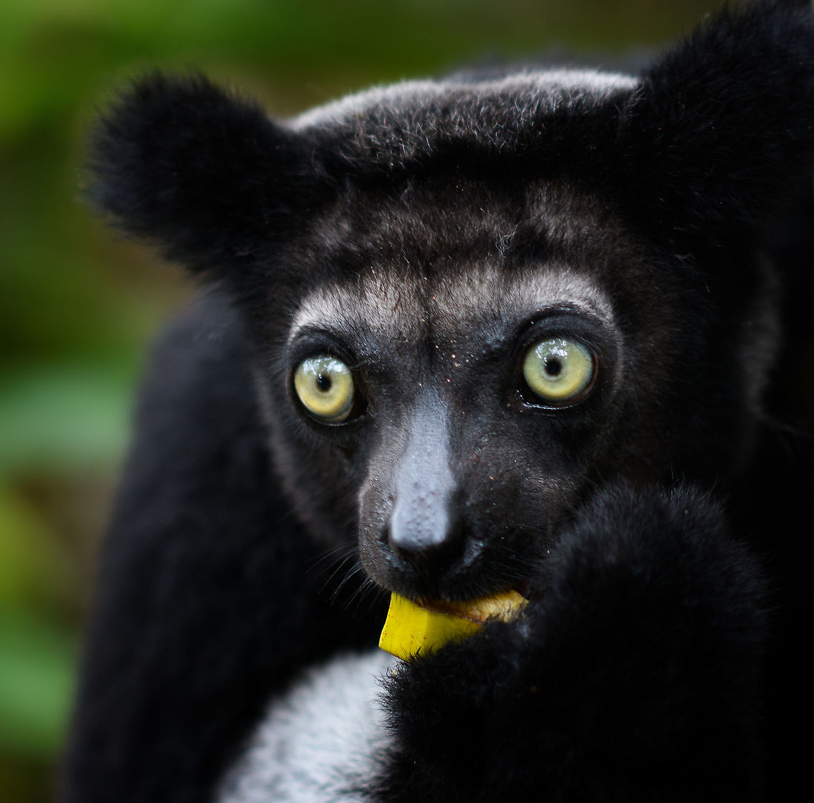 Indri mother feeding 3, Palmarium, Madagascar A few more shots of this lovely Indri mother.<br />
<figure class="photo"><a href="https://www.jungledragon.com/image/87910/indri_mother_feeding_palmarium_madagascar.html" title="Indri mother feeding, Palmarium, Madagascar"><img src="https://s3.amazonaws.com/media.jungledragon.com/images/2/87910_thumb.jpg?AWSAccessKeyId=05GMT0V3GWVNE7GGM1R2&Expires=1759968010&Signature=huuN2xdNaV4mqky689UkEhruZG4%3D" width="200" height="180" alt="Indri mother feeding, Palmarium, Madagascar A few more shots of this lovely Indri mother.<br />
https://www.jungledragon.com/image/87909/indri_mother_feeding_2_palmarium_madagascar.html<br />
https://www.jungledragon.com/image/87908/indri_mother_feeding_3_palmarium_madagascar.html<br />
Baby shots:<br />
<br />
https://www.jungledragon.com/image/87831/indri_baby_-_3_palmarium_madagascar.html Africa,Geotagged,Indri,Indri indri,Madagascar,Madagascar 2019,Palmarium reserve,Winter,World" /></a></figure><br />
<figure class="photo"><a href="https://www.jungledragon.com/image/87909/indri_mother_feeding_2_palmarium_madagascar.html" title="Indri mother feeding 2, Palmarium, Madagascar"><img src="https://s3.amazonaws.com/media.jungledragon.com/images/2/87909_thumb.jpg?AWSAccessKeyId=05GMT0V3GWVNE7GGM1R2&Expires=1759968010&Signature=oOgoA5WybVlAPbYKbQL9sfjcjns%3D" width="132" height="152" alt="Indri mother feeding 2, Palmarium, Madagascar A few more shots of this lovely Indri mother.<br />
https://www.jungledragon.com/image/87910/indri_mother_feeding_palmarium_madagascar.html<br />
https://www.jungledragon.com/image/87908/indri_mother_feeding_3_palmarium_madagascar.html<br />
Baby shots:<br />
<br />
https://www.jungledragon.com/image/87831/indri_baby_-_3_palmarium_madagascar.html Africa,Geotagged,Indri,Indri indri,Madagascar,Madagascar 2019,Palmarium reserve,Winter,World" /></a></figure><br />
Baby shots:<br />
<br />
<figure class="photo"><a href="https://www.jungledragon.com/image/87831/indri_baby_-_3_palmarium_madagascar.html" title="Indri Baby - 3, Palmarium, Madagascar"><img src="https://s3.amazonaws.com/media.jungledragon.com/images/2/87831_thumb.jpg?AWSAccessKeyId=05GMT0V3GWVNE7GGM1R2&Expires=1759968010&Signature=%2FeOOgAyz1PrEo7RS9BXrMb96Q8g%3D" width="200" height="188" alt="Indri Baby - 3, Palmarium, Madagascar Not only were we surprised to find an Indri at Palmarium Reserve, we were even more thrilled to discover she has a young baby.<br />
<br />
In these photos, you can see the baby clinging on to the mother&#039;s belly, and peeking outwards from her side. It will typically be in this position for 4-5 months, after which it moves to the mother&#039;s back. That makes this Indri baby at most 5 months old.<br />
<br />
It is very likely much younger as usually they are born in May or June, whilst this was taken on July 22. That puts it at about 2 months old, at the most. Given its small size and still being fully black, my guestimate is 4-6 weeks old.<br />
<br />
Here&#039;s an interesting video on another newborn Indri:<br />
https://www.youtube.com/watch?v=csLvkpB7OU4<br />
<br />
https://www.jungledragon.com/image/87829/indri_baby_palmarium_madagascar.html<br />
https://www.jungledragon.com/image/87830/indri_baby_-_2_palmarium_madagascar.html<br />
https://www.jungledragon.com/image/87833/indri_baby_-_4_palmarium_madagascar.html<br />
https://www.jungledragon.com/image/87832/indri_baby_-_5_palmarium_madagascar.html<br />
https://www.jungledragon.com/image/87835/indri_baby_-_6_palmarium_madagascar.html<br />
https://www.jungledragon.com/image/87834/indri_baby_-_7_palmarium_madagascar.html Africa,Geotagged,Indri,Indri indri,Madagascar,Madagascar 2019,Palmarium reserve,Winter,World" /></a></figure> Africa,Geotagged,Indri,Indri indri,Madagascar,Madagascar 2019,Palmarium reserve,Winter,World