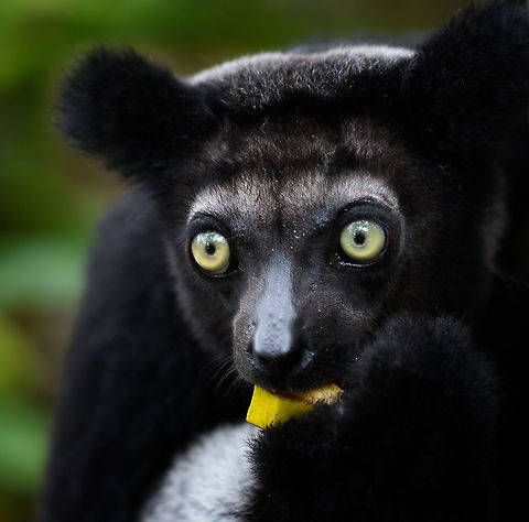 Indri mother feeding 3, Palmarium, Madagascar A few more shots of this lovely Indri mother.
https://www.jungledragon.com/image/87910/indri_mother_feeding_palmarium_madagascar.html
https://www.jungledragon.com/image/87909/indri_mother_feeding_2_palmarium_madagascar.html
Baby shots:

https://www.jungledragon.com/image/87831/indri_baby_-_3_palmarium_madagascar.html Africa,Geotagged,Indri,Indri indri,Madagascar,Madagascar 2019,Palmarium reserve,Winter,World