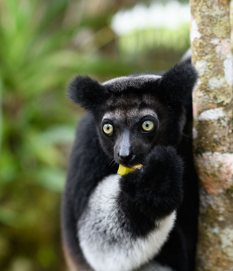 Indri mother feeding 2, Palmarium, Madagascar A few more shots of this lovely Indri mother.<br />
<figure class="photo"><a href="https://www.jungledragon.com/image/87910/indri_mother_feeding_palmarium_madagascar.html" title="Indri mother feeding, Palmarium, Madagascar"><img src="https://s3.amazonaws.com/media.jungledragon.com/images/2/87910_thumb.jpg?AWSAccessKeyId=05GMT0V3GWVNE7GGM1R2&Expires=1759968010&Signature=huuN2xdNaV4mqky689UkEhruZG4%3D" width="200" height="180" alt="Indri mother feeding, Palmarium, Madagascar A few more shots of this lovely Indri mother.<br />
https://www.jungledragon.com/image/87909/indri_mother_feeding_2_palmarium_madagascar.html<br />
https://www.jungledragon.com/image/87908/indri_mother_feeding_3_palmarium_madagascar.html<br />
Baby shots:<br />
<br />
https://www.jungledragon.com/image/87831/indri_baby_-_3_palmarium_madagascar.html Africa,Geotagged,Indri,Indri indri,Madagascar,Madagascar 2019,Palmarium reserve,Winter,World" /></a></figure><br />
<figure class="photo"><a href="https://www.jungledragon.com/image/87908/indri_mother_feeding_3_palmarium_madagascar.html" title="Indri mother feeding 3, Palmarium, Madagascar"><img src="https://s3.amazonaws.com/media.jungledragon.com/images/2/87908_thumb.jpg?AWSAccessKeyId=05GMT0V3GWVNE7GGM1R2&Expires=1759968010&Signature=qr38IxTcVXfLgQNjbbeOspj5YaM%3D" width="200" height="198" alt="Indri mother feeding 3, Palmarium, Madagascar A few more shots of this lovely Indri mother.<br />
https://www.jungledragon.com/image/87910/indri_mother_feeding_palmarium_madagascar.html<br />
https://www.jungledragon.com/image/87909/indri_mother_feeding_2_palmarium_madagascar.html<br />
Baby shots:<br />
<br />
https://www.jungledragon.com/image/87831/indri_baby_-_3_palmarium_madagascar.html Africa,Geotagged,Indri,Indri indri,Madagascar,Madagascar 2019,Palmarium reserve,Winter,World" /></a></figure><br />
Baby shots:<br />
<br />
<figure class="photo"><a href="https://www.jungledragon.com/image/87831/indri_baby_-_3_palmarium_madagascar.html" title="Indri Baby - 3, Palmarium, Madagascar"><img src="https://s3.amazonaws.com/media.jungledragon.com/images/2/87831_thumb.jpg?AWSAccessKeyId=05GMT0V3GWVNE7GGM1R2&Expires=1759968010&Signature=%2FeOOgAyz1PrEo7RS9BXrMb96Q8g%3D" width="200" height="188" alt="Indri Baby - 3, Palmarium, Madagascar Not only were we surprised to find an Indri at Palmarium Reserve, we were even more thrilled to discover she has a young baby.<br />
<br />
In these photos, you can see the baby clinging on to the mother&#039;s belly, and peeking outwards from her side. It will typically be in this position for 4-5 months, after which it moves to the mother&#039;s back. That makes this Indri baby at most 5 months old.<br />
<br />
It is very likely much younger as usually they are born in May or June, whilst this was taken on July 22. That puts it at about 2 months old, at the most. Given its small size and still being fully black, my guestimate is 4-6 weeks old.<br />
<br />
Here&#039;s an interesting video on another newborn Indri:<br />
https://www.youtube.com/watch?v=csLvkpB7OU4<br />
<br />
https://www.jungledragon.com/image/87829/indri_baby_palmarium_madagascar.html<br />
https://www.jungledragon.com/image/87830/indri_baby_-_2_palmarium_madagascar.html<br />
https://www.jungledragon.com/image/87833/indri_baby_-_4_palmarium_madagascar.html<br />
https://www.jungledragon.com/image/87832/indri_baby_-_5_palmarium_madagascar.html<br />
https://www.jungledragon.com/image/87835/indri_baby_-_6_palmarium_madagascar.html<br />
https://www.jungledragon.com/image/87834/indri_baby_-_7_palmarium_madagascar.html Africa,Geotagged,Indri,Indri indri,Madagascar,Madagascar 2019,Palmarium reserve,Winter,World" /></a></figure> Africa,Geotagged,Indri,Indri indri,Madagascar,Madagascar 2019,Palmarium reserve,Winter,World