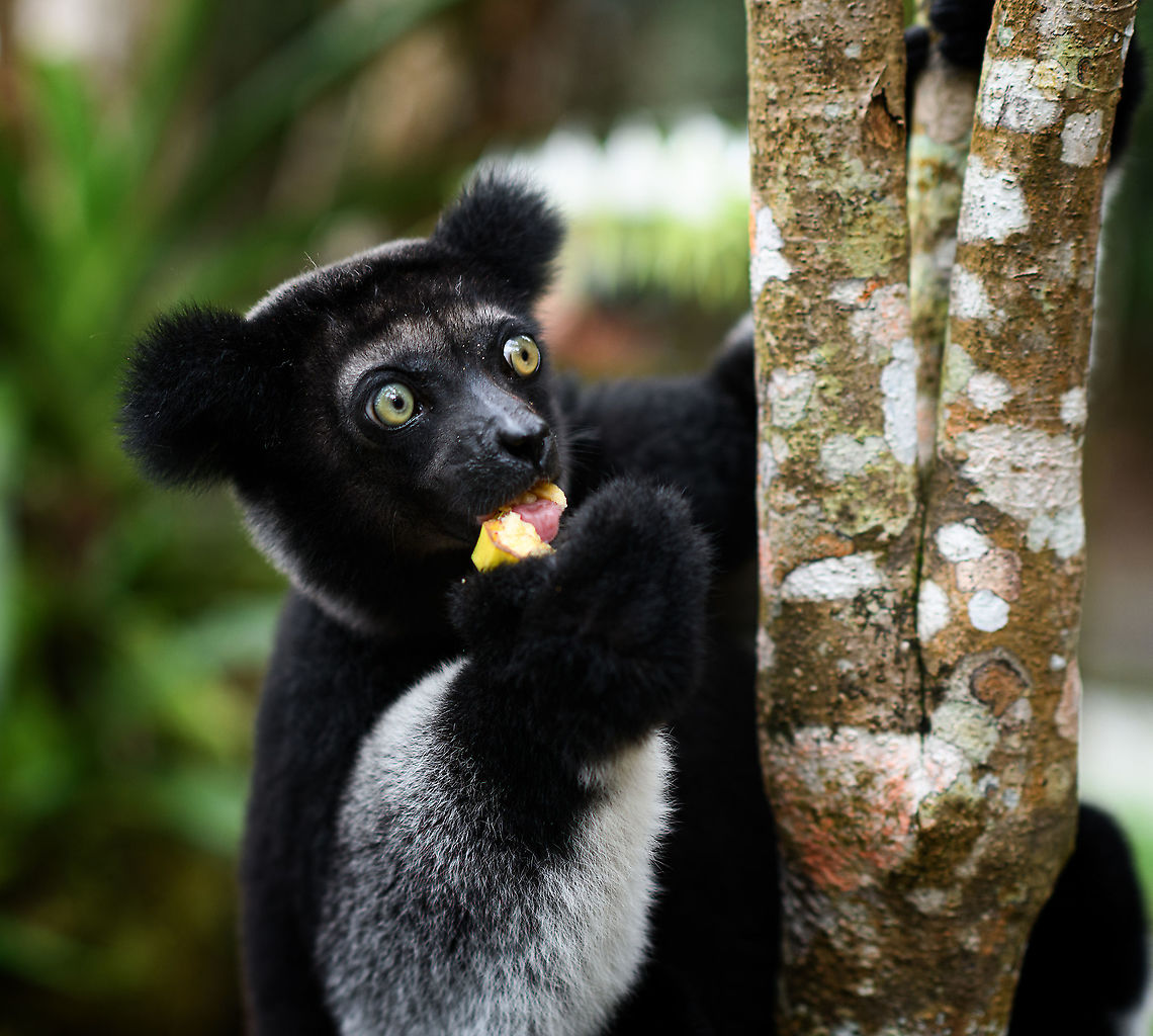 Indri mother feeding, Palmarium, Madagascar A few more shots of this lovely Indri mother.<br />
<figure class="photo"><a href="https://www.jungledragon.com/image/87909/indri_mother_feeding_2_palmarium_madagascar.html" title="Indri mother feeding 2, Palmarium, Madagascar"><img src="https://s3.amazonaws.com/media.jungledragon.com/images/2/87909_thumb.jpg?AWSAccessKeyId=05GMT0V3GWVNE7GGM1R2&Expires=1759968010&Signature=oOgoA5WybVlAPbYKbQL9sfjcjns%3D" width="132" height="152" alt="Indri mother feeding 2, Palmarium, Madagascar A few more shots of this lovely Indri mother.<br />
https://www.jungledragon.com/image/87910/indri_mother_feeding_palmarium_madagascar.html<br />
https://www.jungledragon.com/image/87908/indri_mother_feeding_3_palmarium_madagascar.html<br />
Baby shots:<br />
<br />
https://www.jungledragon.com/image/87831/indri_baby_-_3_palmarium_madagascar.html Africa,Geotagged,Indri,Indri indri,Madagascar,Madagascar 2019,Palmarium reserve,Winter,World" /></a></figure><br />
<figure class="photo"><a href="https://www.jungledragon.com/image/87908/indri_mother_feeding_3_palmarium_madagascar.html" title="Indri mother feeding 3, Palmarium, Madagascar"><img src="https://s3.amazonaws.com/media.jungledragon.com/images/2/87908_thumb.jpg?AWSAccessKeyId=05GMT0V3GWVNE7GGM1R2&Expires=1759968010&Signature=qr38IxTcVXfLgQNjbbeOspj5YaM%3D" width="200" height="198" alt="Indri mother feeding 3, Palmarium, Madagascar A few more shots of this lovely Indri mother.<br />
https://www.jungledragon.com/image/87910/indri_mother_feeding_palmarium_madagascar.html<br />
https://www.jungledragon.com/image/87909/indri_mother_feeding_2_palmarium_madagascar.html<br />
Baby shots:<br />
<br />
https://www.jungledragon.com/image/87831/indri_baby_-_3_palmarium_madagascar.html Africa,Geotagged,Indri,Indri indri,Madagascar,Madagascar 2019,Palmarium reserve,Winter,World" /></a></figure><br />
Baby shots:<br />
<br />
<figure class="photo"><a href="https://www.jungledragon.com/image/87831/indri_baby_-_3_palmarium_madagascar.html" title="Indri Baby - 3, Palmarium, Madagascar"><img src="https://s3.amazonaws.com/media.jungledragon.com/images/2/87831_thumb.jpg?AWSAccessKeyId=05GMT0V3GWVNE7GGM1R2&Expires=1759968010&Signature=%2FeOOgAyz1PrEo7RS9BXrMb96Q8g%3D" width="200" height="188" alt="Indri Baby - 3, Palmarium, Madagascar Not only were we surprised to find an Indri at Palmarium Reserve, we were even more thrilled to discover she has a young baby.<br />
<br />
In these photos, you can see the baby clinging on to the mother&#039;s belly, and peeking outwards from her side. It will typically be in this position for 4-5 months, after which it moves to the mother&#039;s back. That makes this Indri baby at most 5 months old.<br />
<br />
It is very likely much younger as usually they are born in May or June, whilst this was taken on July 22. That puts it at about 2 months old, at the most. Given its small size and still being fully black, my guestimate is 4-6 weeks old.<br />
<br />
Here&#039;s an interesting video on another newborn Indri:<br />
https://www.youtube.com/watch?v=csLvkpB7OU4<br />
<br />
https://www.jungledragon.com/image/87829/indri_baby_palmarium_madagascar.html<br />
https://www.jungledragon.com/image/87830/indri_baby_-_2_palmarium_madagascar.html<br />
https://www.jungledragon.com/image/87833/indri_baby_-_4_palmarium_madagascar.html<br />
https://www.jungledragon.com/image/87832/indri_baby_-_5_palmarium_madagascar.html<br />
https://www.jungledragon.com/image/87835/indri_baby_-_6_palmarium_madagascar.html<br />
https://www.jungledragon.com/image/87834/indri_baby_-_7_palmarium_madagascar.html Africa,Geotagged,Indri,Indri indri,Madagascar,Madagascar 2019,Palmarium reserve,Winter,World" /></a></figure> Africa,Geotagged,Indri,Indri indri,Madagascar,Madagascar 2019,Palmarium reserve,Winter,World