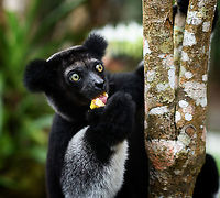 Indri mother feeding, Palmarium, Madagascar A few more shots of this lovely Indri mother.<br />
https://www.jungledragon.com/image/87909/indri_mother_feeding_2_palmarium_madagascar.html<br />
https://www.jungledragon.com/image/87908/indri_mother_feeding_3_palmarium_madagascar.html<br />
Baby shots:<br />
<br />
https://www.jungledragon.com/image/87831/indri_baby_-_3_palmarium_madagascar.html Africa,Geotagged,Indri,Indri indri,Madagascar,Madagascar 2019,Palmarium reserve,Winter,World