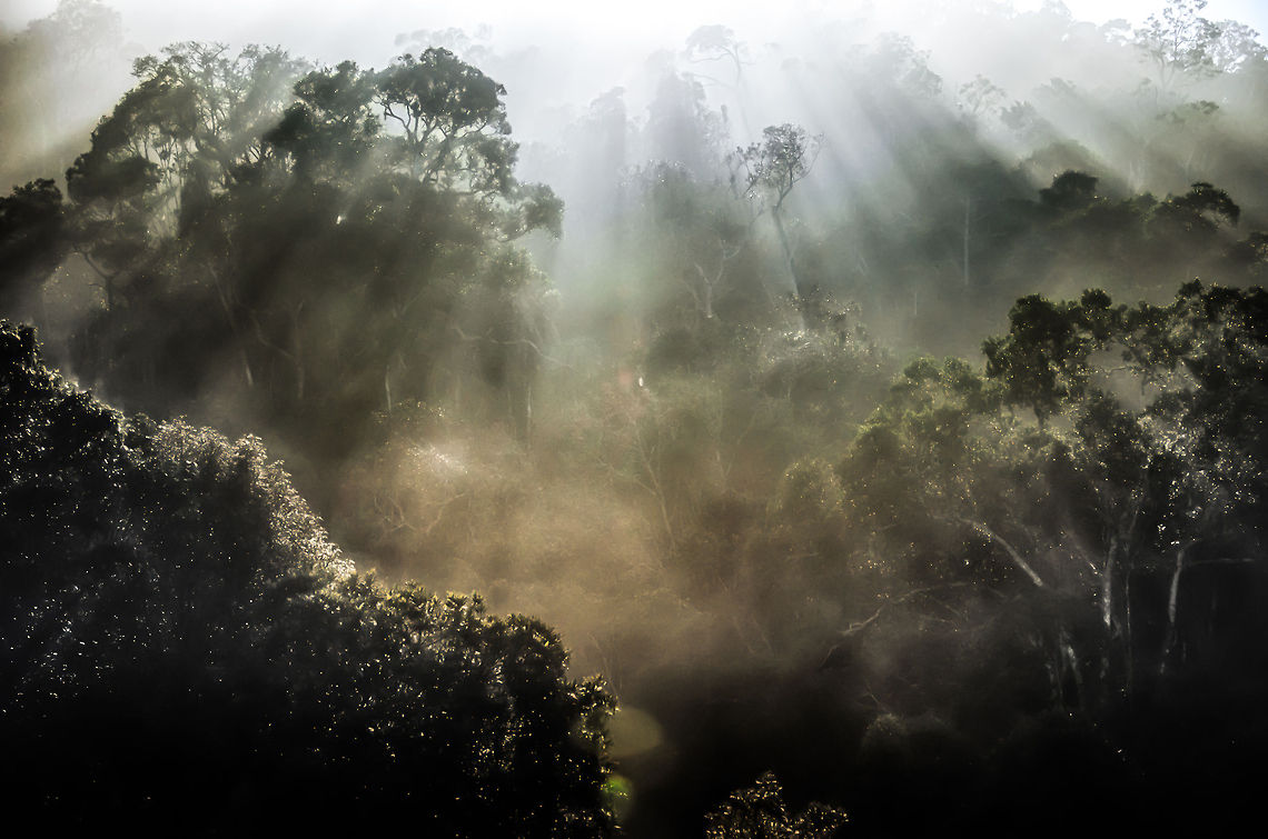 Welcome to Madagascar Although I have posted several photos from Madagascar already, most were from a reptile zoo there. This scene in Andasibe was the first touchpoint we had with the true wild of Madagascar. This one was made in an early foggy morning in Andasibe. It was cold but the rising sun literally brought life into the jungle. The sound made this scene complete. This forest is home to the Indri Indri, the biggest and loudest lemur specie. Check out the audio clip in the comment to hear it call. Andasibe,Madagascar