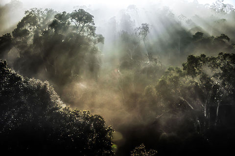 Welcome to Madagascar Although I have posted several photos from Madagascar already, most were from a reptile zoo there. This scene in Andasibe was the first touchpoint we had with the true wild of Madagascar. This one was made in an early foggy morning in Andasibe. It was cold but the rising sun literally brought life into the jungle. The sound made this scene complete. This forest is home to the Indri Indri, the biggest and loudest lemur specie. Check out the audio clip in the comment to hear it call. Andasibe,Madagascar