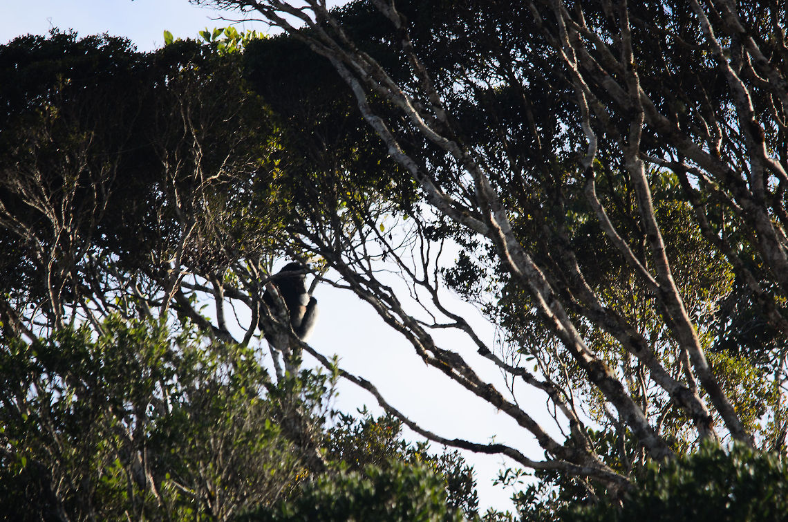 Mysterious Indri in the Madagascar forest I'll admit, this isn't the greatest photo, but consider it a teaser. From our lodge in Andasibe we'd have a nice view on the edge of the Andasibe national park, home of the Indri Indri, the largest lemur species. This is our very first sight of them, and this one is from quite far away. Andasibe,Indri,Indri indri,Madagascar