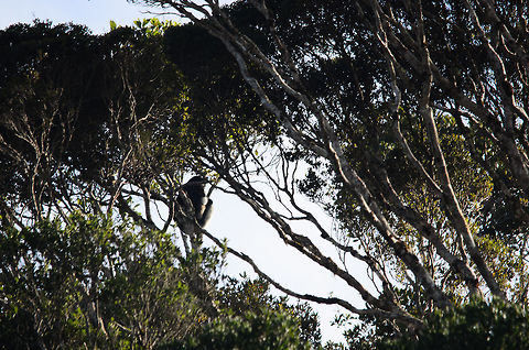 Mysterious Indri in the Madagascar forest I'll admit, this isn't the greatest photo, but consider it a teaser. From our lodge in Andasibe we'd have a nice view on the edge of the Andasibe national park, home of the Indri Indri, the largest lemur species. This is our very first sight of them, and this one is from quite far away. Andasibe,Indri,Indri indri,Madagascar