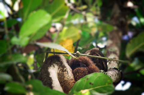 Eastern woolly lemur sleeping in tree Our first spotting in the Andasibe wild forest. This is a sleeping Eastern Woolly Lemur, a lemur that is noctural (active at night).  Andasibe,Avahi laniger,Eastern woolly lemur,Madagascar