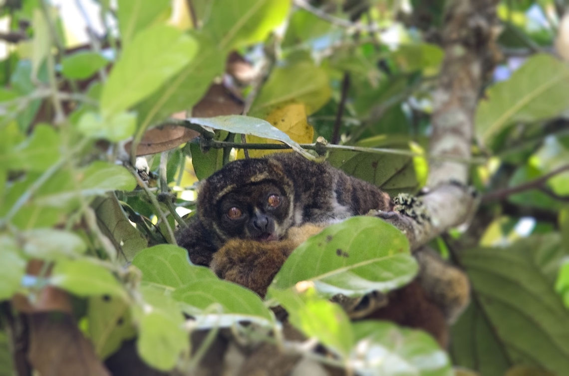Eastern woolly lemur awakened in tree I think we were a little too excited when we spotted this Eastern Woolly lemur sleeping in the tree tops of Andasibe, Madagascar. It woke him up, which did give us a chance to look into its eyes. This one is captured from quite a safe distance, so the animal was not bothered.<br />
<br />
Sorry for waking you up, Mr Woolly! Andasibe,Avahi laniger,Eastern woolly lemur,Madagascar