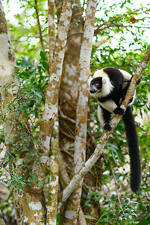Black-and-white ruffed lemur - full body view, Palmarium, Madagascar This composition gives a good view of their tail length, which is roughly twice the length of its body. Africa,Black-and-white ruffed lemur,Geotagged,Madagascar,Madagascar 2019,Palmarium reserve,Varecia variegata,Winter,World