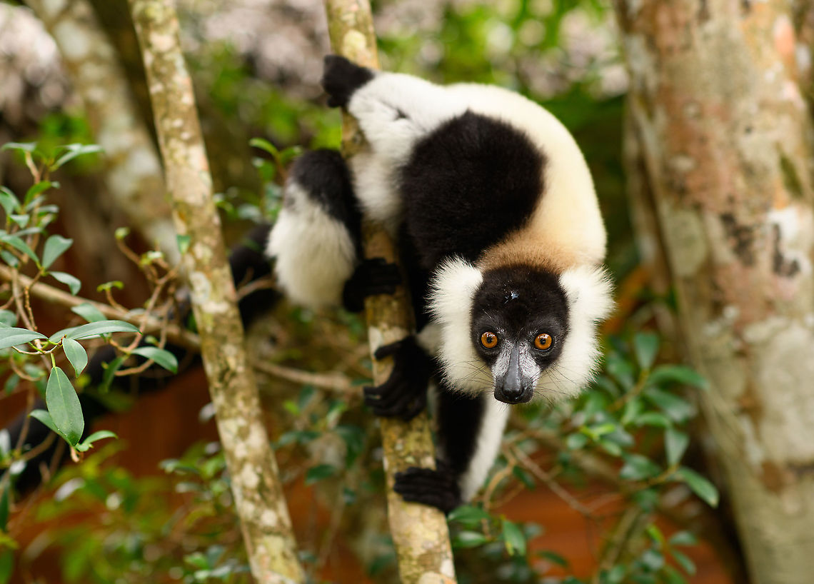 Curious Black-and-white ruffed lemur, Palmarium Reserve, Madagascar <figure class="photo"><a href="https://www.jungledragon.com/image/88189/curious_black-and-white_ruffed_lemur_-_closeup_palmarium_reserve_madagascar.html" title="Curious Black-and-white ruffed lemur - closeup, Palmarium Reserve, Madagascar"><img src="https://s3.amazonaws.com/media.jungledragon.com/images/2/88189_thumb.jpg?AWSAccessKeyId=05GMT0V3GWVNE7GGM1R2&Expires=1759968010&Signature=McPGABeC%2FJEcE%2Fd3QDluM6rx2vw%3D" width="200" height="152" alt="Curious Black-and-white ruffed lemur - closeup, Palmarium Reserve, Madagascar https://www.jungledragon.com/image/88188/curious_black-and-white_ruffed_lemur_palmarium_reserve_madagascar.html Africa,Black-and-white ruffed lemur,Geotagged,Madagascar,Madagascar 2019,Palmarium reserve,Varecia variegata,Winter,World" /></a></figure> Africa,Black-and-white ruffed lemur,Geotagged,Madagascar,Madagascar 2019,Palmarium reserve,Varecia variegata,Winter,World