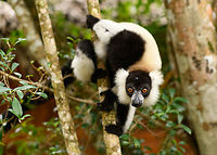 Curious Black-and-white ruffed lemur, Palmarium Reserve, Madagascar https://www.jungledragon.com/image/88189/curious_black-and-white_ruffed_lemur_-_closeup_palmarium_reserve_madagascar.html Africa,Black-and-white ruffed lemur,Geotagged,Madagascar,Madagascar 2019,Palmarium reserve,Varecia variegata,Winter,World