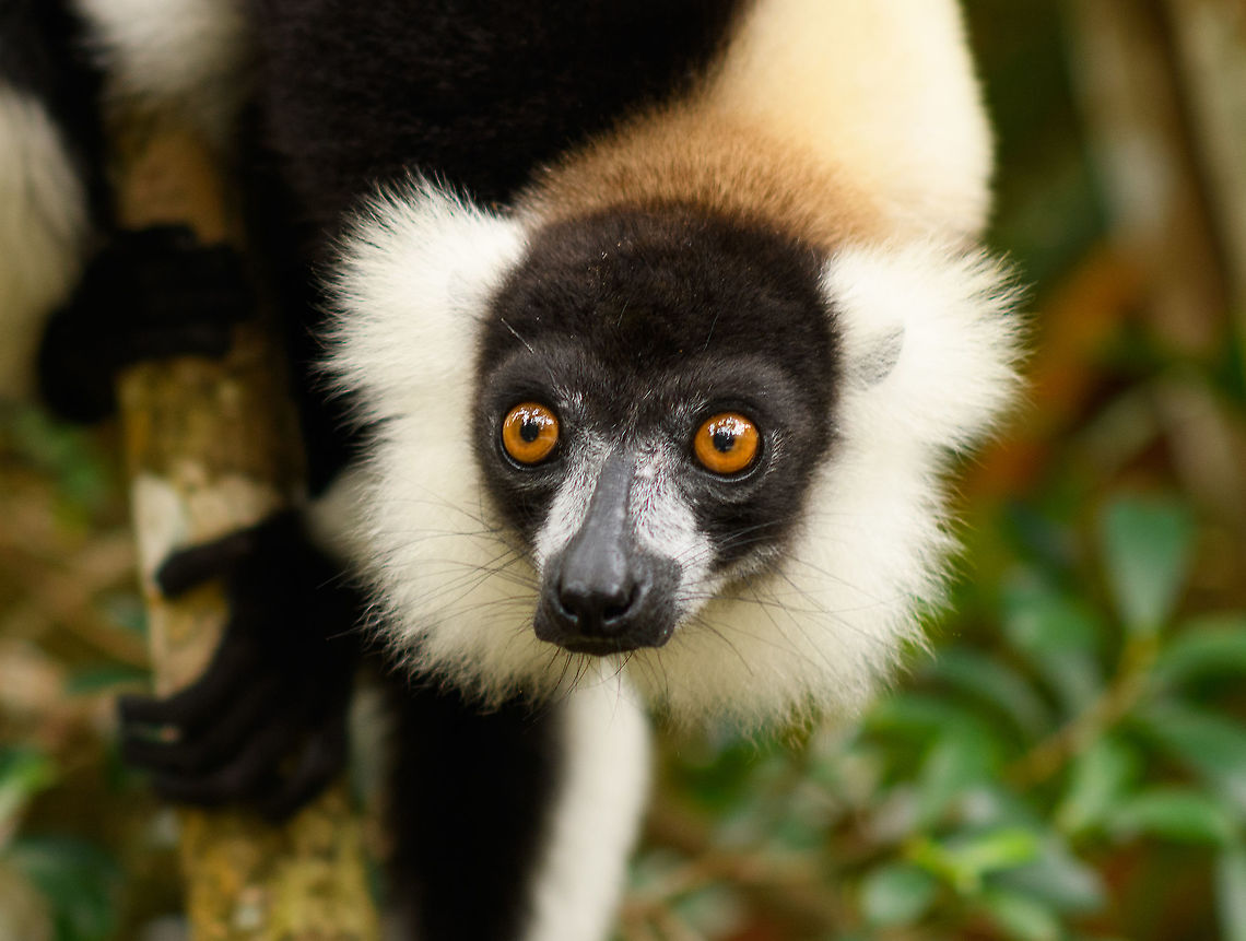Curious Black-and-white ruffed lemur - closeup, Palmarium Reserve, Madagascar <figure class="photo"><a href="https://www.jungledragon.com/image/88188/curious_black-and-white_ruffed_lemur_palmarium_reserve_madagascar.html" title="Curious Black-and-white ruffed lemur, Palmarium Reserve, Madagascar"><img src="https://s3.amazonaws.com/media.jungledragon.com/images/2/88188_thumb.jpg?AWSAccessKeyId=05GMT0V3GWVNE7GGM1R2&Expires=1770854410&Signature=GcAjdroE%2BR5VvTWSRujWVoaOiLg%3D" width="200" height="144" alt="Curious Black-and-white ruffed lemur, Palmarium Reserve, Madagascar https://www.jungledragon.com/image/88189/curious_black-and-white_ruffed_lemur_-_closeup_palmarium_reserve_madagascar.html Africa,Black-and-white ruffed lemur,Geotagged,Madagascar,Madagascar 2019,Palmarium reserve,Varecia variegata,Winter,World" /></a></figure> Africa,Black-and-white ruffed lemur,Geotagged,Madagascar,Madagascar 2019,Palmarium reserve,Varecia variegata,Winter,World