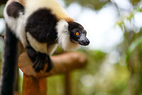 Hungry Black-and-white ruffed lemur, Palmarium, Madagascar A series of dreamy (f/1.6) shots of this eager Black-and-white ruffed lemur found at Palmarium reserve.<br />
https://www.jungledragon.com/image/88193/hungry_black-and-white_ruffed_lemur_-_2_palmarium_madagascar.html<br />
https://www.jungledragon.com/image/88194/hungry_black-and-white_ruffed_lemur_-_3_palmarium_madagascar.html Africa,Black-and-white ruffed lemur,Geotagged,Madagascar,Madagascar 2019,Palmarium reserve,Varecia variegata,Winter,World
