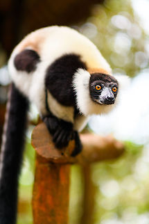 Hungry Black-and-white ruffed lemur - 2, Palmarium, Madagascar A series of dreamy (f/1.6) shots of this eager Black-and-white ruffed lemur found at Palmarium reserve.
https://www.jungledragon.com/image/88192/hungry_black-and-white_ruffed_lemur_palmarium_madagascar.html
https://www.jungledragon.com/image/88194/hungry_black-and-white_ruffed_lemur_-_3_palmarium_madagascar.html Africa,Black-and-white ruffed lemur,Geotagged,Madagascar,Madagascar 2019,Palmarium reserve,Varecia variegata,Winter,World