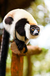 Hungry Black-and-white ruffed lemur - 2, Palmarium, Madagascar A series of dreamy (f/1.6) shots of this eager Black-and-white ruffed lemur found at Palmarium reserve.<br />
https://www.jungledragon.com/image/88192/hungry_black-and-white_ruffed_lemur_palmarium_madagascar.html<br />
https://www.jungledragon.com/image/88194/hungry_black-and-white_ruffed_lemur_-_3_palmarium_madagascar.html Africa,Black-and-white ruffed lemur,Geotagged,Madagascar,Madagascar 2019,Palmarium reserve,Varecia variegata,Winter,World