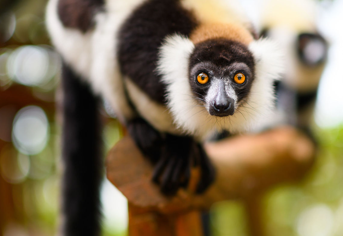 Hungry Black-and-white ruffed lemur - 3, Palmarium, Madagascar A series of dreamy (f/1.6) shots of this eager Black-and-white ruffed lemur found at Palmarium reserve.<br />
<figure class="photo"><a href="https://www.jungledragon.com/image/88192/hungry_black-and-white_ruffed_lemur_palmarium_madagascar.html" title="Hungry Black-and-white ruffed lemur, Palmarium, Madagascar"><img src="https://s3.amazonaws.com/media.jungledragon.com/images/2/88192_thumb.jpg?AWSAccessKeyId=05GMT0V3GWVNE7GGM1R2&Expires=1759968010&Signature=jAiSGzbM9DqjdakADnh92PEGve4%3D" width="200" height="134" alt="Hungry Black-and-white ruffed lemur, Palmarium, Madagascar A series of dreamy (f/1.6) shots of this eager Black-and-white ruffed lemur found at Palmarium reserve.<br />
https://www.jungledragon.com/image/88193/hungry_black-and-white_ruffed_lemur_-_2_palmarium_madagascar.html<br />
https://www.jungledragon.com/image/88194/hungry_black-and-white_ruffed_lemur_-_3_palmarium_madagascar.html Africa,Black-and-white ruffed lemur,Geotagged,Madagascar,Madagascar 2019,Palmarium reserve,Varecia variegata,Winter,World" /></a></figure><br />
<figure class="photo"><a href="https://www.jungledragon.com/image/88193/hungry_black-and-white_ruffed_lemur_-_2_palmarium_madagascar.html" title="Hungry Black-and-white ruffed lemur - 2, Palmarium, Madagascar"><img src="https://s3.amazonaws.com/media.jungledragon.com/images/2/88193_thumb.jpg?AWSAccessKeyId=05GMT0V3GWVNE7GGM1R2&Expires=1759968010&Signature=0yYtBRGLMCfuZJIeMgC2xgsm%2F4w%3D" width="102" height="152" alt="Hungry Black-and-white ruffed lemur - 2, Palmarium, Madagascar A series of dreamy (f/1.6) shots of this eager Black-and-white ruffed lemur found at Palmarium reserve.<br />
https://www.jungledragon.com/image/88192/hungry_black-and-white_ruffed_lemur_palmarium_madagascar.html<br />
https://www.jungledragon.com/image/88194/hungry_black-and-white_ruffed_lemur_-_3_palmarium_madagascar.html Africa,Black-and-white ruffed lemur,Geotagged,Madagascar,Madagascar 2019,Palmarium reserve,Varecia variegata,Winter,World" /></a></figure> Africa,Black-and-white ruffed lemur,Geotagged,Madagascar,Madagascar 2019,Palmarium reserve,Varecia variegata,Winter,World