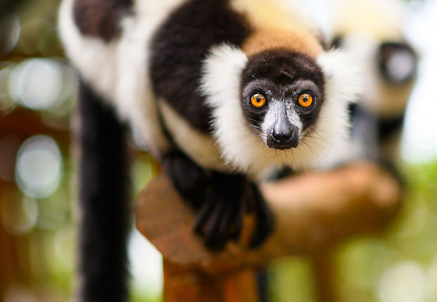 Hungry Black-and-white ruffed lemur - 3, Palmarium, Madagascar A series of dreamy (f/1.6) shots of this eager Black-and-white ruffed lemur found at Palmarium reserve.
https://www.jungledragon.com/image/88192/hungry_black-and-white_ruffed_lemur_palmarium_madagascar.html
https://www.jungledragon.com/image/88193/hungry_black-and-white_ruffed_lemur_-_2_palmarium_madagascar.html Africa,Black-and-white ruffed lemur,Geotagged,Madagascar,Madagascar 2019,Palmarium reserve,Varecia variegata,Winter,World