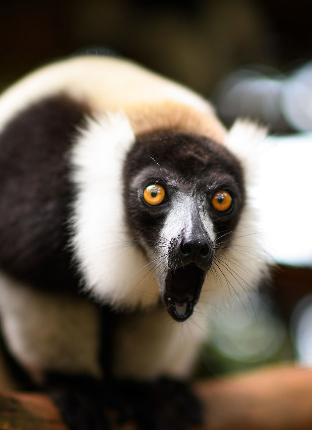 Black-and-white ruffed lemur - call 1, Palmarium, Madagascar A series of images of a Black-and-white ruffed lemur going nuts, meaning they express their call. They very regularly do so, and in this case it was easily kick-started by making a low grunting noise. Check out the mushroom-shaped tongue and the tooth-comb this reveals.<br />
<figure class="photo"><a href="https://www.jungledragon.com/image/88196/black-and-white_ruffed_lemur_-_call_2_palmarium_madagascar.html" title="Black-and-white ruffed lemur - call 2, Palmarium, Madagascar"><img src="https://s3.amazonaws.com/media.jungledragon.com/images/2/88196_thumb.jpg?AWSAccessKeyId=05GMT0V3GWVNE7GGM1R2&Expires=1759968010&Signature=HWkF5q5o9VJzyW22Pr6uAr3EpjQ%3D" width="200" height="158" alt="Black-and-white ruffed lemur - call 2, Palmarium, Madagascar A series of images of a Black-and-white ruffed lemur going nuts, meaning they express their call. They very regularly do so, and in this case it was easily kick-started by making a low grunting noise. Check out the mushroom-shaped tongue and the tooth-comb this reveals.<br />
https://www.jungledragon.com/image/88195/black-and-white_ruffed_lemur_-_call_1_palmarium_madagascar.html<br />
https://www.jungledragon.com/image/88197/black-and-white_ruffed_lemur_-_call_3_palmarium_madagascar.html<br />
The moment the mouth fully opens is very brief, so I finally had some advantage in being capable to shoot 9 images per second. An example from the wild:<br />
<br />
https://www.jungledragon.com/image/33539/territorial_northern_black-and-white_ruffed_lemur_nosy_mangabe_-_front_view_madagascar.html Africa,Black-and-white ruffed lemur,Madagascar,Madagascar 2019,Palmarium reserve,Varecia variegata,World" /></a></figure><br />
<figure class="photo"><a href="https://www.jungledragon.com/image/88197/black-and-white_ruffed_lemur_-_call_3_palmarium_madagascar.html" title="Black-and-white ruffed lemur - call 3, Palmarium, Madagascar"><img src="https://s3.amazonaws.com/media.jungledragon.com/images/2/88197_thumb.jpg?AWSAccessKeyId=05GMT0V3GWVNE7GGM1R2&Expires=1759968010&Signature=ARz%2FihYgNaziRTnmex7uk8ALS6w%3D" width="200" height="178" alt="Black-and-white ruffed lemur - call 3, Palmarium, Madagascar A series of images of a Black-and-white ruffed lemur going nuts, meaning they express their call. They very regularly do so, and in this case it was easily kick-started by making a low grunting noise. Check out the mushroom-shaped tongue and the tooth-comb this reveals.<br />
https://www.jungledragon.com/image/88195/black-and-white_ruffed_lemur_-_call_1_palmarium_madagascar.html<br />
https://www.jungledragon.com/image/88196/black-and-white_ruffed_lemur_-_call_2_palmarium_madagascar.html<br />
The moment the mouth fully opens is very brief, so I finally had some advantage in being capable to shoot 9 images per second. An example from the wild:<br />
<br />
https://www.jungledragon.com/image/33539/territorial_northern_black-and-white_ruffed_lemur_nosy_mangabe_-_front_view_madagascar.html Africa,Black-and-white ruffed lemur,Madagascar,Madagascar 2019,Palmarium reserve,Varecia variegata,World" /></a></figure><br />
The moment the mouth fully opens is very brief, so I finally had some advantage in being capable to shoot 9 images per second. An example from the wild:<br />
<br />
<figure class="photo"><a href="https://www.jungledragon.com/image/33539/territorial_northern_black-and-white_ruffed_lemur_nosy_mangabe_-_front_view_madagascar.html" title="Territorial Northern black-and-white ruffed lemur, Nosy Mangabe - front view, Madagascar"><img src="https://s3.amazonaws.com/media.jungledragon.com/images/2/33539_thumb.jpg?AWSAccessKeyId=05GMT0V3GWVNE7GGM1R2&Expires=1759968010&Signature=d2Qk%2BrkKB6KNf67xTmhZrpxl2QM%3D" width="200" height="180" alt="Territorial Northern black-and-white ruffed lemur, Nosy Mangabe - front view, Madagascar We&#039;ve been observing these peaceful, endangered lemurs on the island of Nosy Mangabe for 20 minutes or so. We had some photos, they were in a state of rest, so we were packing up to move on. Then, like the flip of a switch they go into absolute panic mode. Violent screams, trees shaking, truly aggressive behavior.<br />
<br />
As it turns out, completely out of our sight they detected a rival group, and they were being very clear on where their territory begins. We were caught in the middle, lucky and fascinated. I&#039;m sharing several shots just because it was an awe-inspiring moment for us.<br />
<br />
On this photo you can see it firmly holding on to the tree branch with all limbs, in order to shake it as violently as possible. This is a game of display, not actual aggression.<br />
<br />
Full series, in order:<br />
http://www.jungledragon.com/image/33538/territorial_northern_black-and-white_ruffed_lemur_nosy_mangabe_-_resting_madagascar.html<br />
<br />
http://www.jungledragon.com/image/33541/territorial_northern_black-and-white_ruffed_lemur_nosy_mangabe_-_intimidating_madagascar.html<br />
<br />
http://www.jungledragon.com/image/33535/territorial_northern_black-and-white_ruffed_lemur_nosy_mangabe_madagascar.html<br />
<br />
http://www.jungledragon.com/image/33539/territorial_northern_black-and-white_ruffed_lemur_nosy_mangabe_-_front_view_madagascar.html<br />
<br />
http://www.jungledragon.com/image/33536/territorial_northern_black-and-white_ruffed_lemur_nosy_mangabe_-_side_view_madagascar.html<br />
<br />
http://www.jungledragon.com/image/33535/territorial_northern_black-and-white_ruffed_lemur_nosy_mangabe_madagascar.html<br />
<br />
http://www.jungledragon.com/image/33537/territorial_northern_black-and-white_ruffed_lemur_nosy_mangabe_-_rotating_madagascar.html<br />
<br />
http://www.jungledragon.com/image/33540/territorial_northern_black-and-white_ruffed_lemur_nosy_mangabe_-_closeup_madagascar.html<br />
<br />
http://www.jungledragon.com/image/33542/territorial_northern_black-and-white_ruffed_lemur_nosy_mangabe_-_aftermath_madagascar.html<br />
<br />
http://www.jungledragon.com/image/33543/territorial_northern_black-and-white_ruffed_lemur_nosy_mangabe_-_aftermath_madagascar.html Africa,Madagascar,Madagascar North,Northern black-and-white ruffed lemur,Nosy Mangabe,Varecia variegata subcincta,World" /></a></figure> Africa,Black-and-white ruffed lemur,Madagascar,Madagascar 2019,Palmarium reserve,Varecia variegata,World
