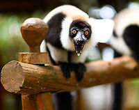 Black-and-white ruffed lemur - call 2, Palmarium, Madagascar A series of images of a Black-and-white ruffed lemur going nuts, meaning they express their call. They very regularly do so, and in this case it was easily kick-started by making a low grunting noise. Check out the mushroom-shaped tongue and the tooth-comb this reveals.<br />
https://www.jungledragon.com/image/88195/black-and-white_ruffed_lemur_-_call_1_palmarium_madagascar.html<br />
https://www.jungledragon.com/image/88197/black-and-white_ruffed_lemur_-_call_3_palmarium_madagascar.html<br />
The moment the mouth fully opens is very brief, so I finally had some advantage in being capable to shoot 9 images per second. An example from the wild:<br />
<br />
https://www.jungledragon.com/image/33539/territorial_northern_black-and-white_ruffed_lemur_nosy_mangabe_-_front_view_madagascar.html Africa,Black-and-white ruffed lemur,Madagascar,Madagascar 2019,Palmarium reserve,Varecia variegata,World