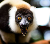 Black-and-white ruffed lemur - call 3, Palmarium, Madagascar A series of images of a Black-and-white ruffed lemur going nuts, meaning they express their call. They very regularly do so, and in this case it was easily kick-started by making a low grunting noise. Check out the mushroom-shaped tongue and the tooth-comb this reveals.<br />
https://www.jungledragon.com/image/88195/black-and-white_ruffed_lemur_-_call_1_palmarium_madagascar.html<br />
https://www.jungledragon.com/image/88196/black-and-white_ruffed_lemur_-_call_2_palmarium_madagascar.html<br />
The moment the mouth fully opens is very brief, so I finally had some advantage in being capable to shoot 9 images per second. An example from the wild:<br />
<br />
https://www.jungledragon.com/image/33539/territorial_northern_black-and-white_ruffed_lemur_nosy_mangabe_-_front_view_madagascar.html Africa,Black-and-white ruffed lemur,Madagascar,Madagascar 2019,Palmarium reserve,Varecia variegata,World