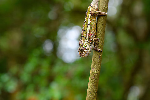 Female Panther chameleon, Palmarium, Madagascar A beautiful female Panther chameleon found in Palmarium, Madagascar. This individual is more like a permanent inhabitant, often found in the same area. Guides sometimes demonstrate feeding behavior by giving her a cricket. She wasn't hungry this time. 
https://www.jungledragon.com/image/88199/female_panther_chameleon_-_closeup_palmarium_madagascar.html
https://www.jungledragon.com/image/88200/female_panther_chameleon_-_full_body_palmarium_madagascar.html Africa,Furcifer pardalis,Geotagged,Madagascar,Madagascar 2019,Palmarium reserve,Panther chameleon,Winter,World