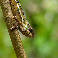 Female Panther chameleon - closeup, Palmarium, Madagascar A beautiful female Panther chameleon found in Palmarium, Madagascar. This individual is more like a permanent inhabitant, often found in the same area. Guides sometimes demonstrate feeding behavior by giving her a cricket. She wasn't hungry this time. <br />
https://www.jungledragon.com/image/88198/female_panther_chameleon_palmarium_madagascar.html<br />
https://www.jungledragon.com/image/88200/female_panther_chameleon_-_full_body_palmarium_madagascar.html Africa,Furcifer pardalis,Geotagged,Madagascar,Madagascar 2019,Palmarium reserve,Panther chameleon,Winter,World